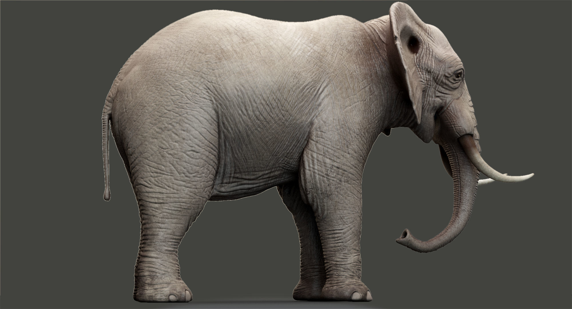 Animated Elephant 8K Low-poly 3D model_15