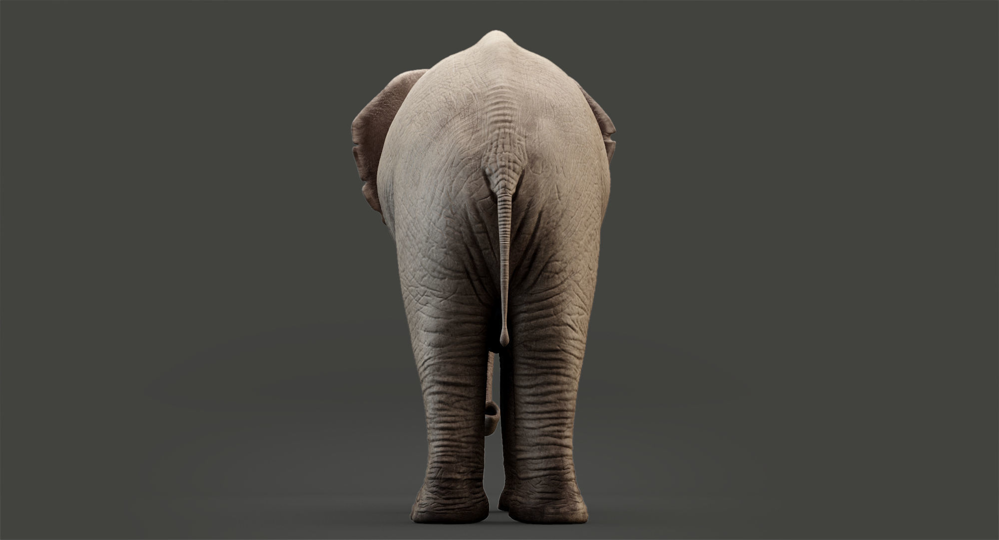 Animated Elephant 8K Low-poly 3D model_8