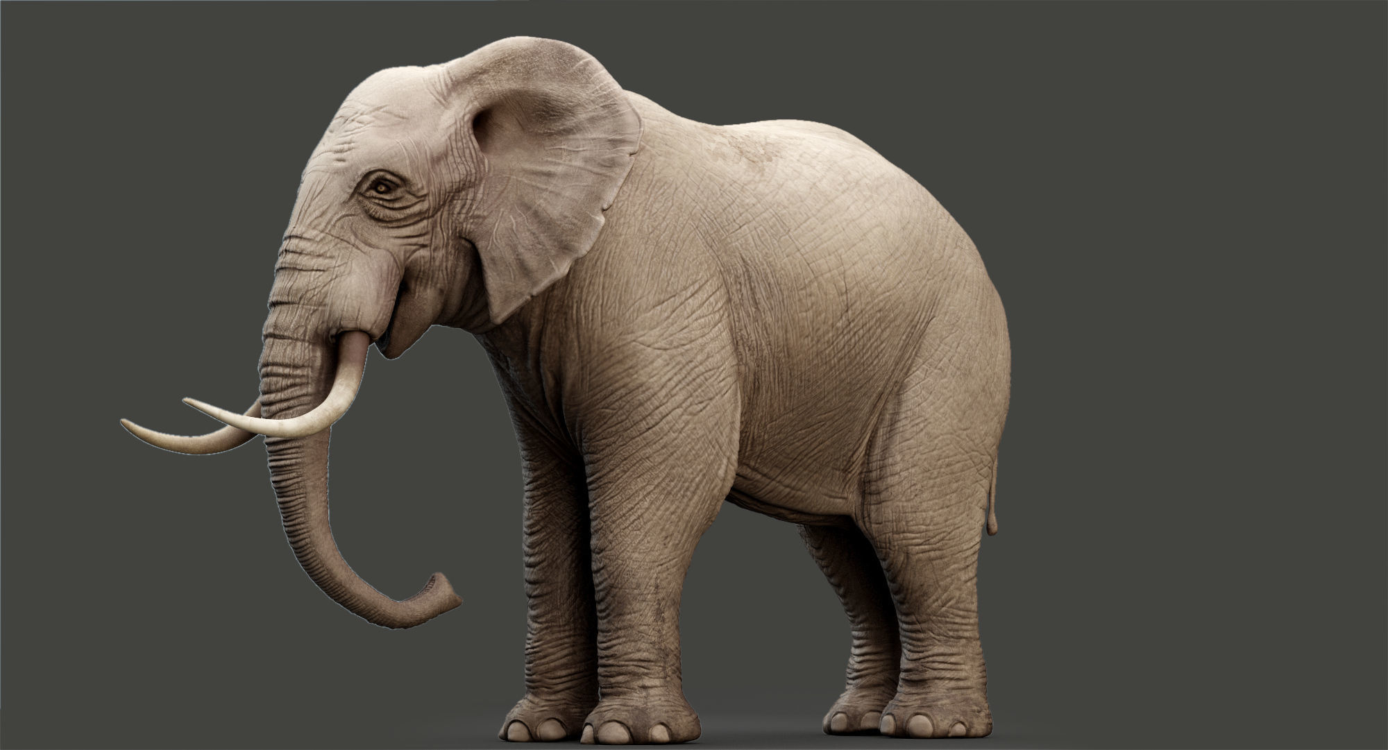 Animated Elephant 8K Low-poly 3D model_13