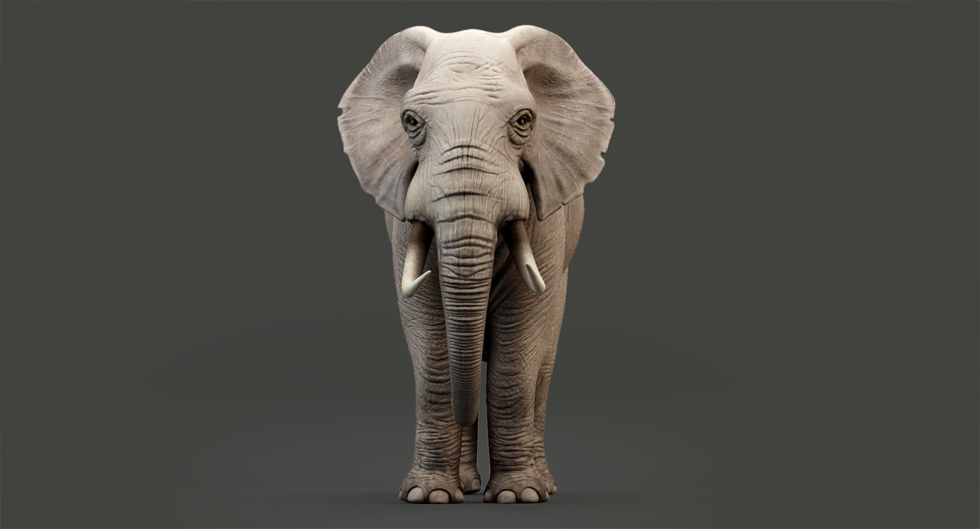 Animated Elephant 8K Low-poly 3D model_5