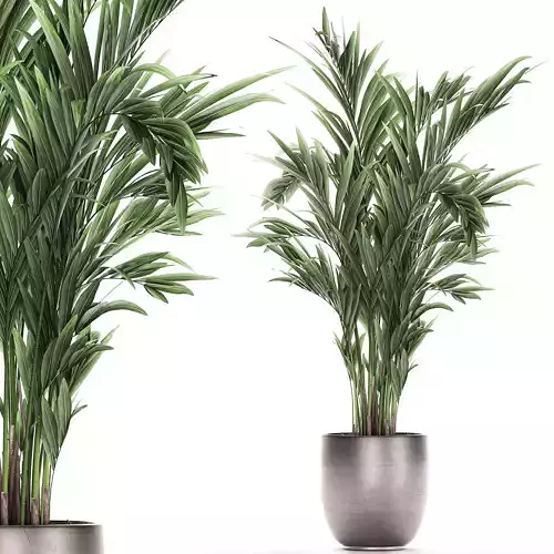 Decorative palm in a flowerpot 693