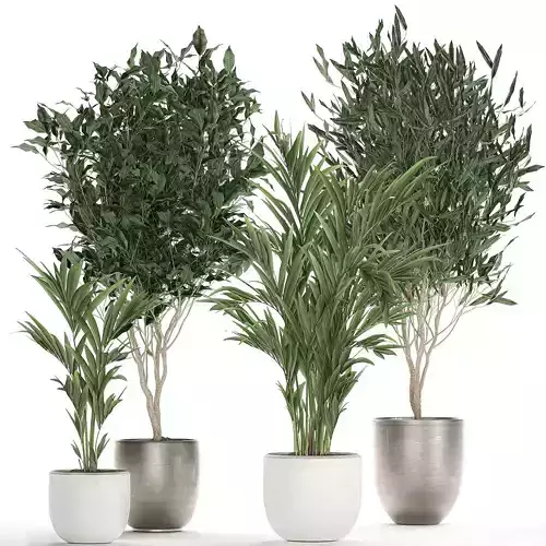 Plants in a black pot for the interior 695 3D model