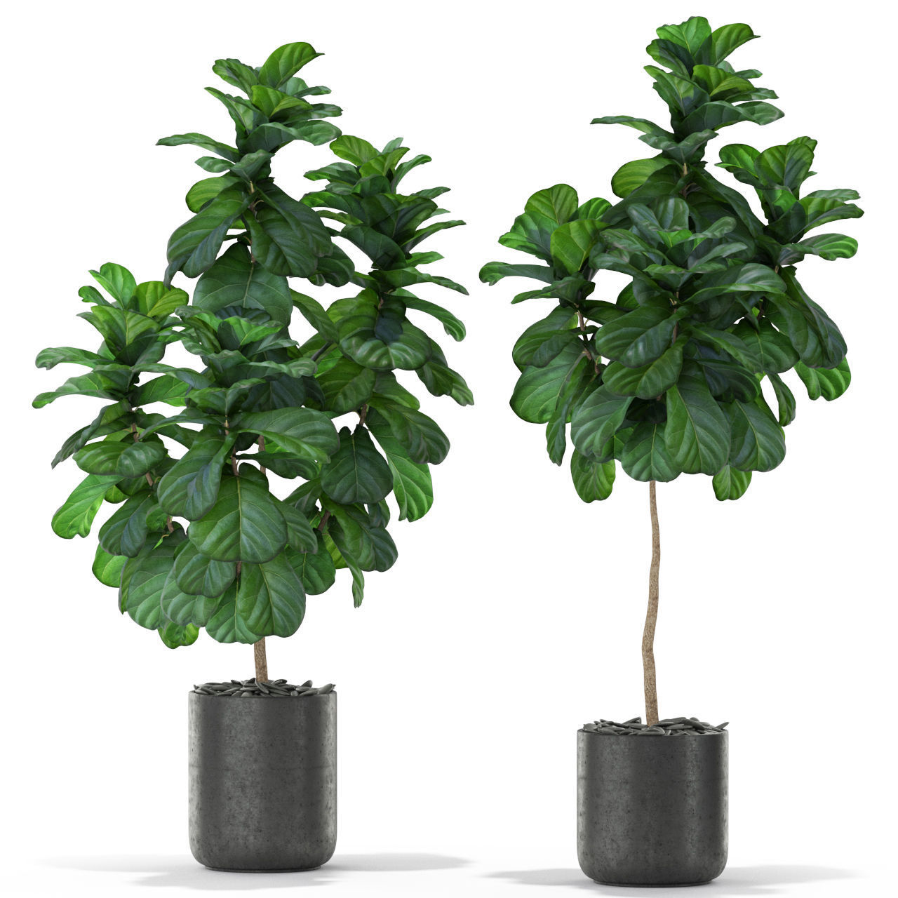 Plants collection 366 3D model_2