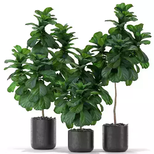 Plants collection 366 3D model