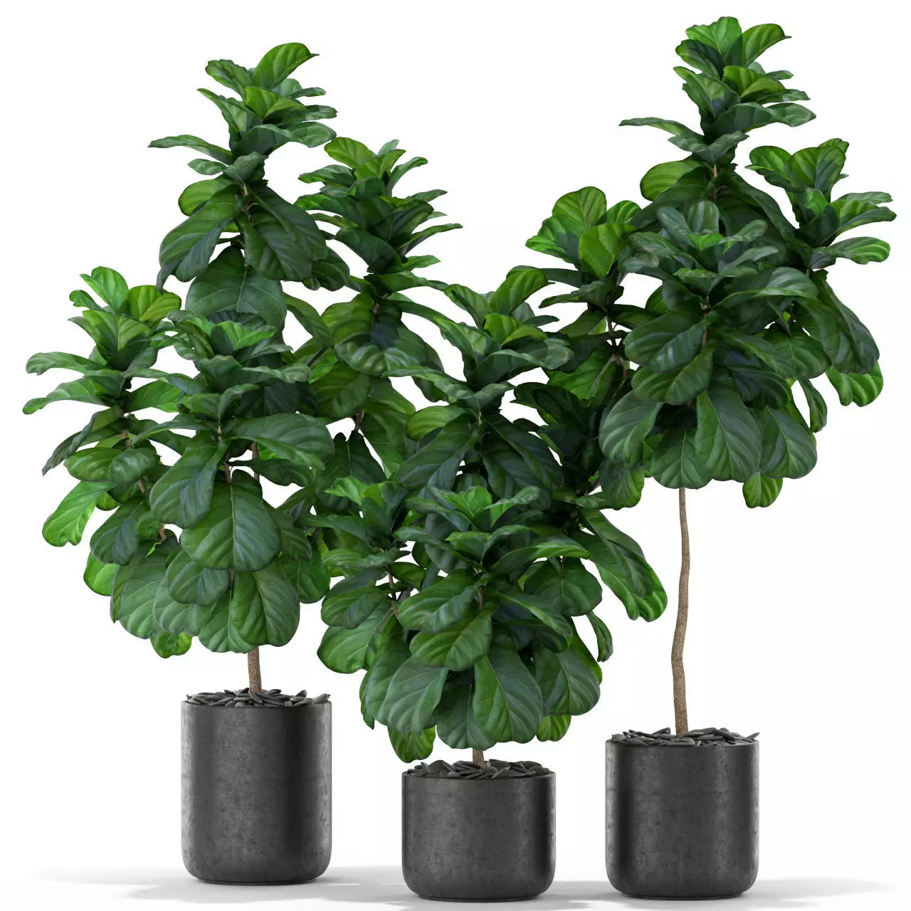 Plants collection 366 3D model_0