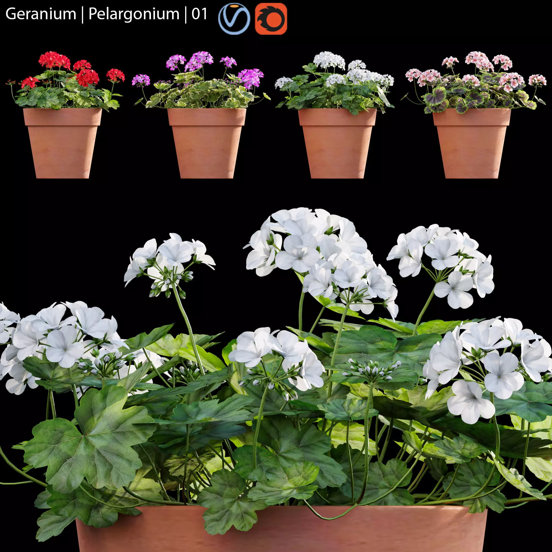 Pelargonium - Geranium 01 3D model