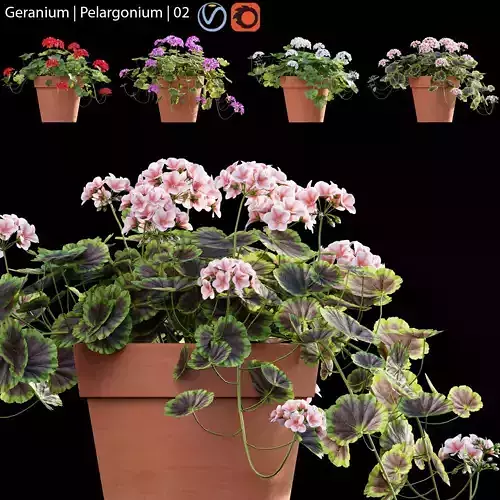 Pelargonium - Geranium 02