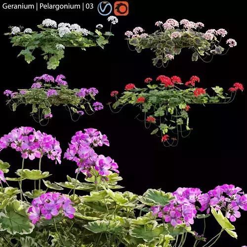Pelargonium - Geranium 03