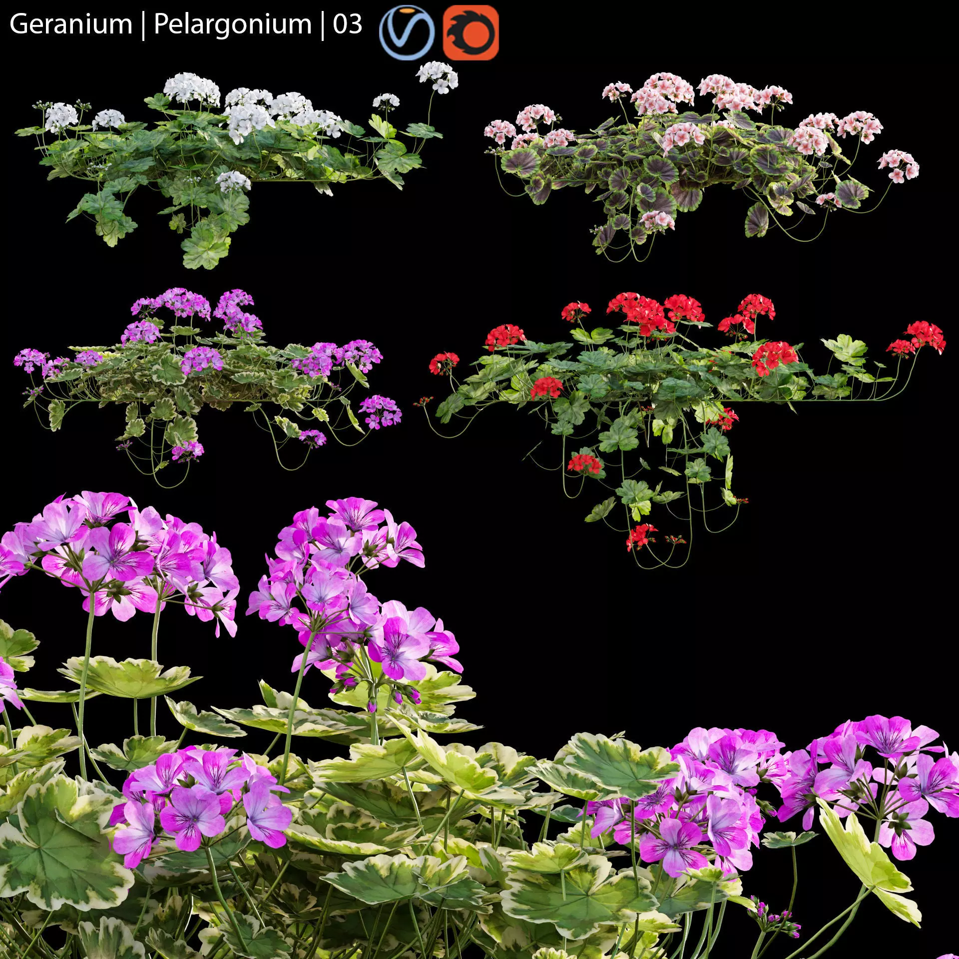 Pelargonium - Geranium 03 3D model