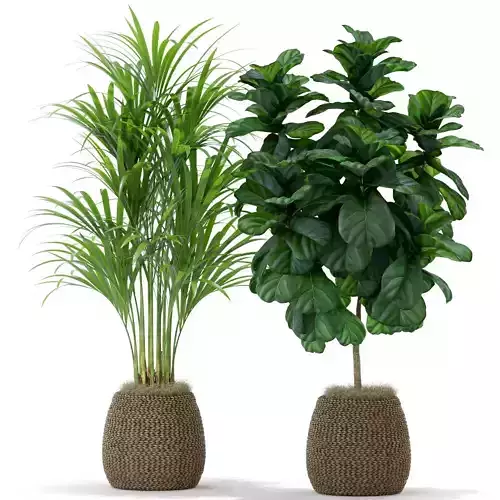 Plants collection 369