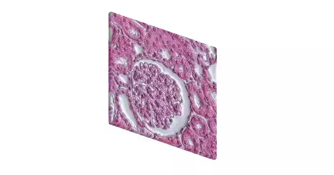 Histology Glomerulus Low-poly 3D model