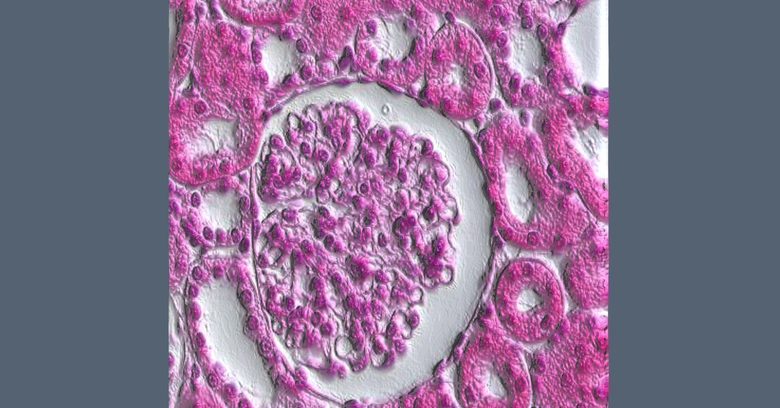 Histology Glomerulus Low-poly 3D model_2