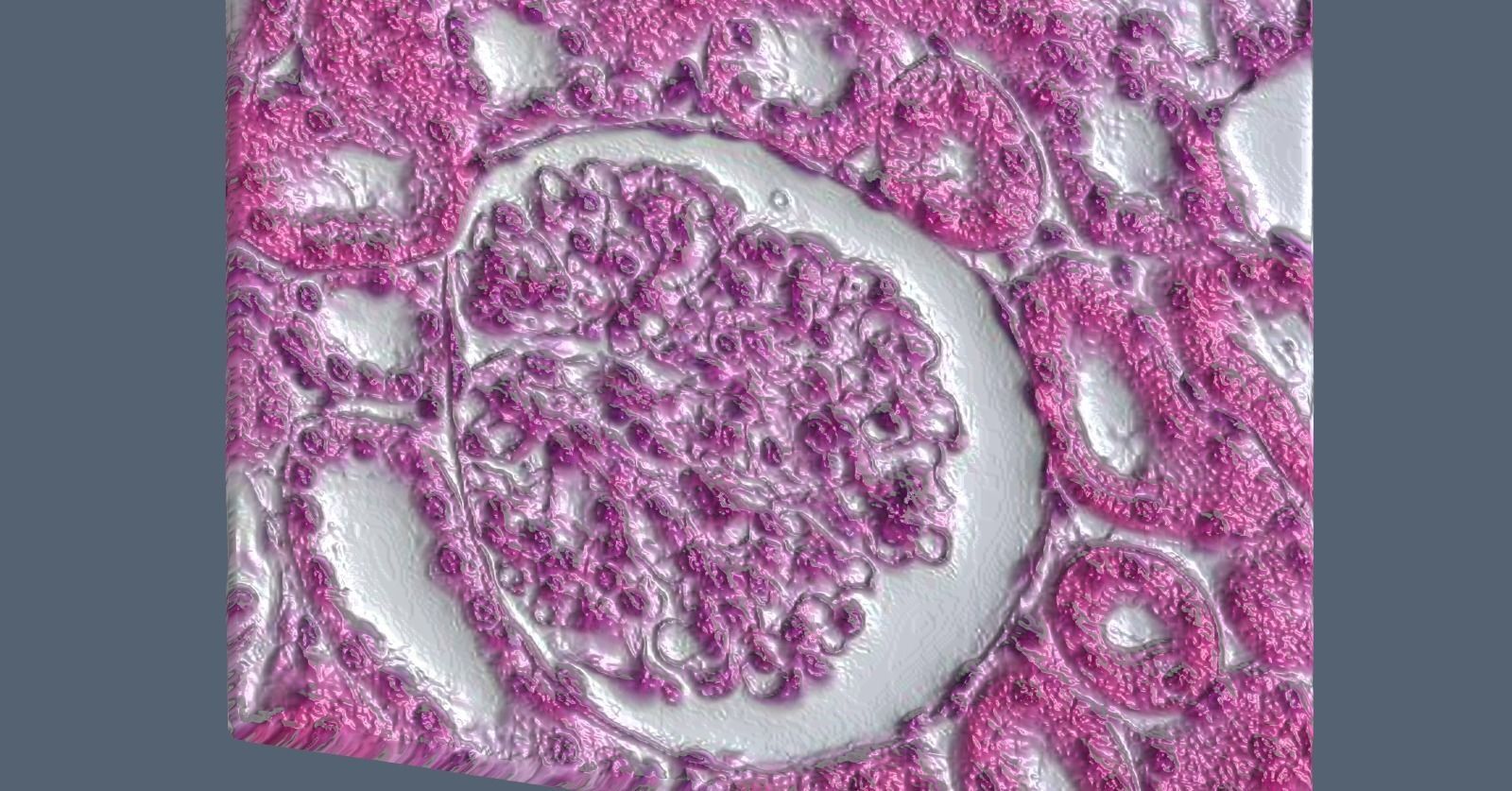 Histology Glomerulus Low-poly 3D model_3