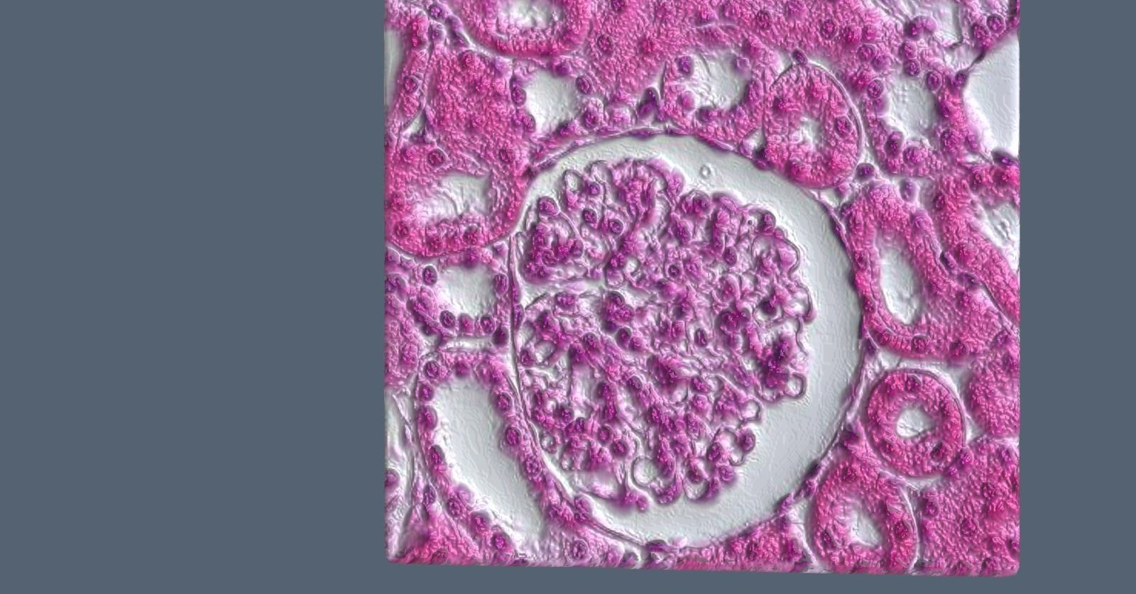 Histology Glomerulus Low-poly 3D model_5