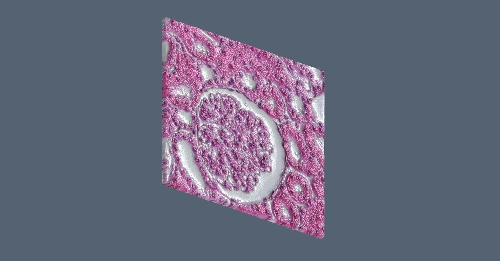 Histology Glomerulus Low-poly 3D model_4