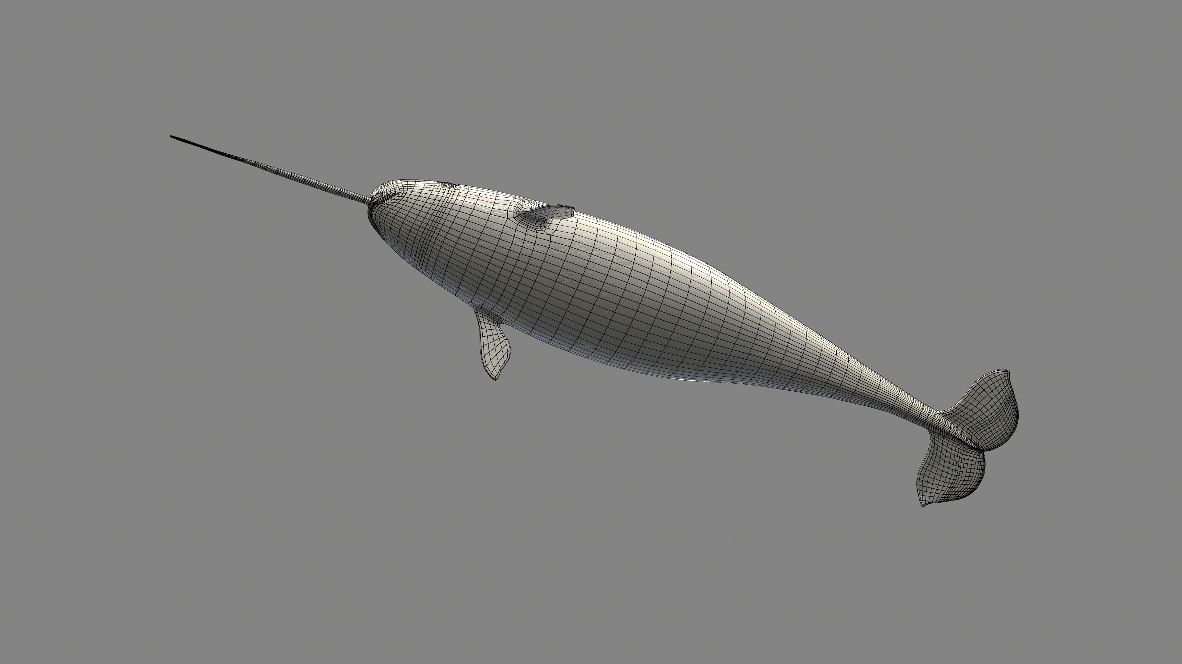 Narval Low-poly 3D model_19