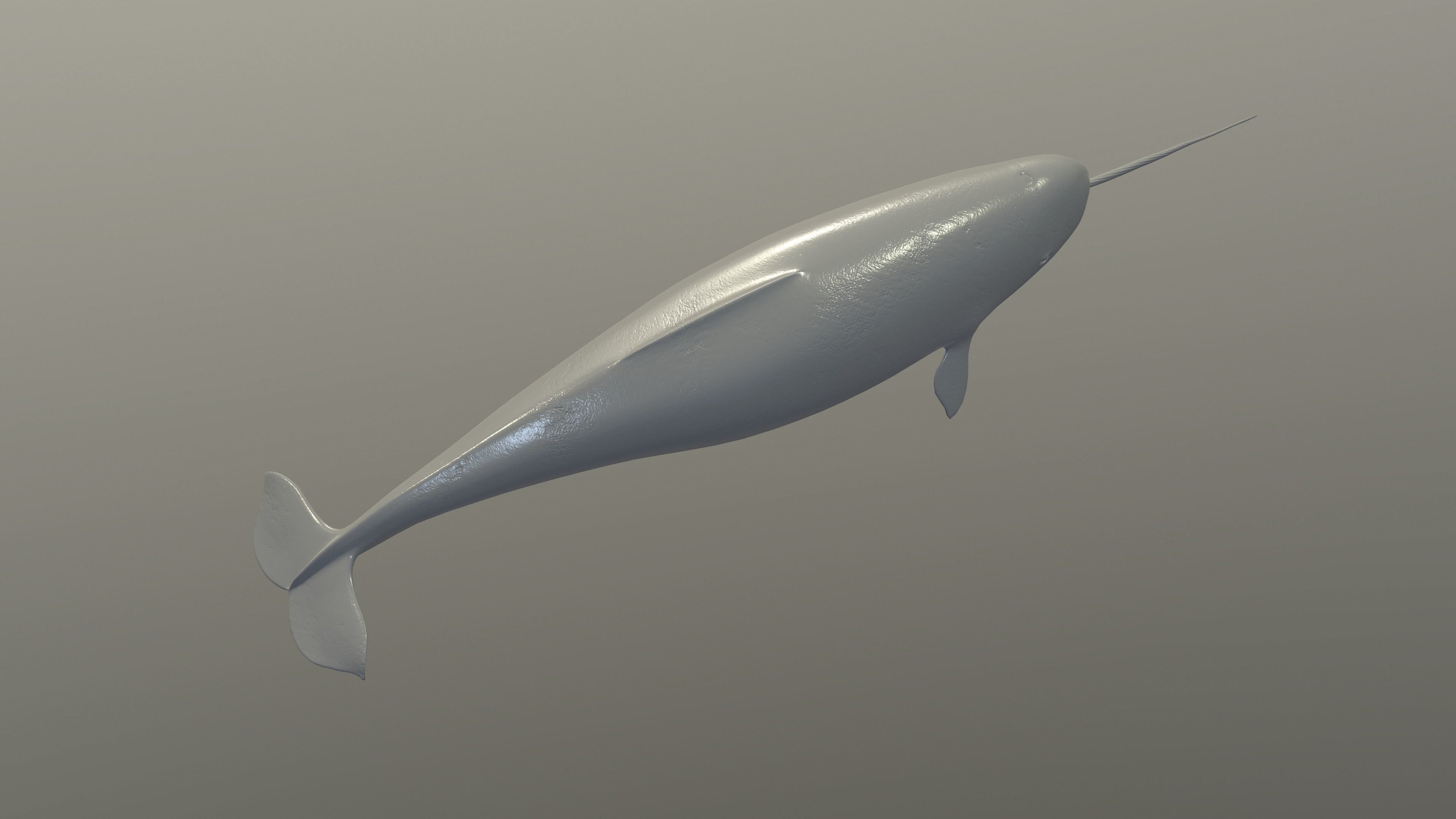 Narval Low-poly 3D model_14