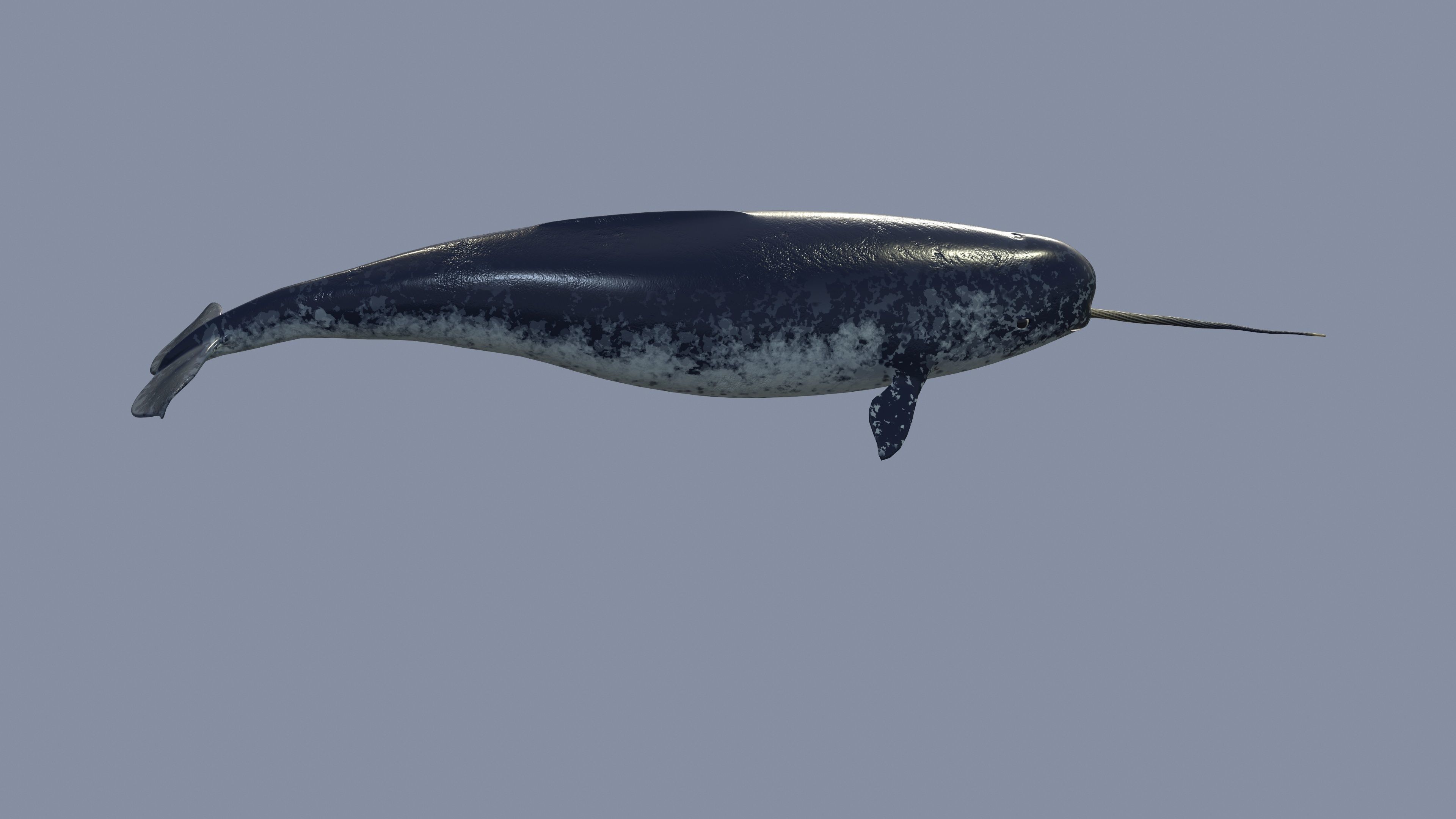 Narval Low-poly 3D model_10
