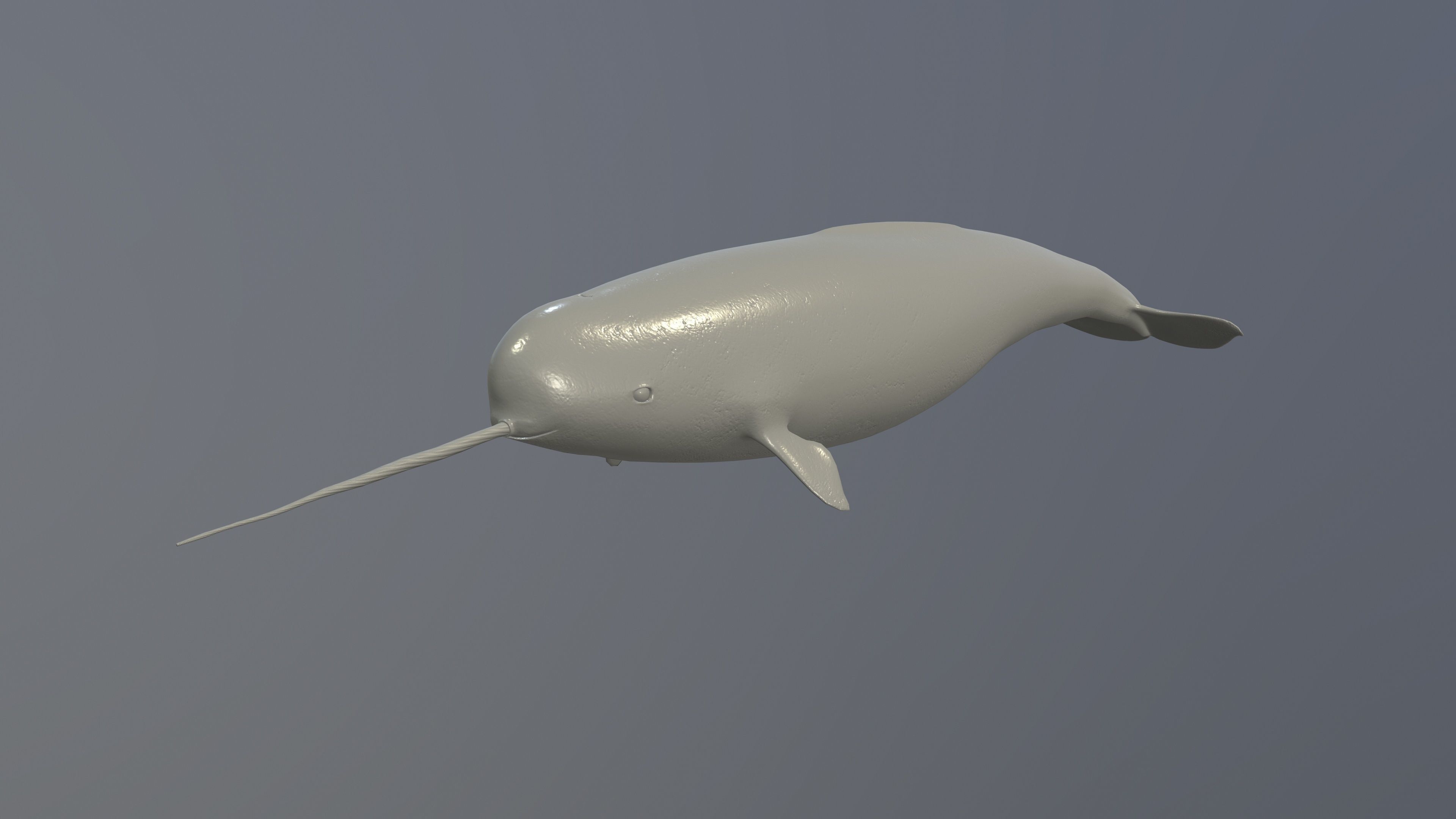 Narval Low-poly 3D model_12