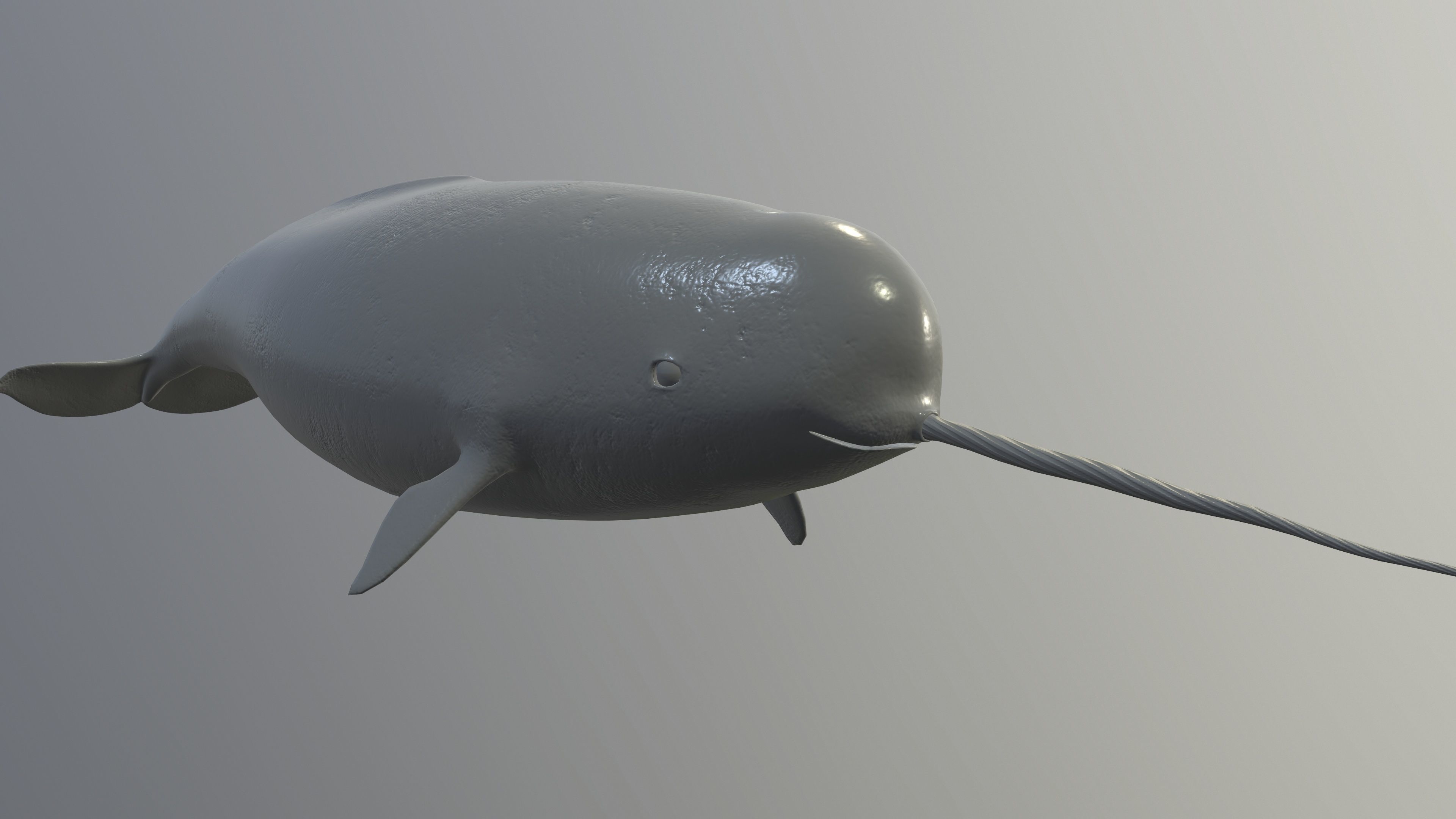 Narval Low-poly 3D model_15