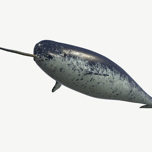 Narval  Low-poly 3D model