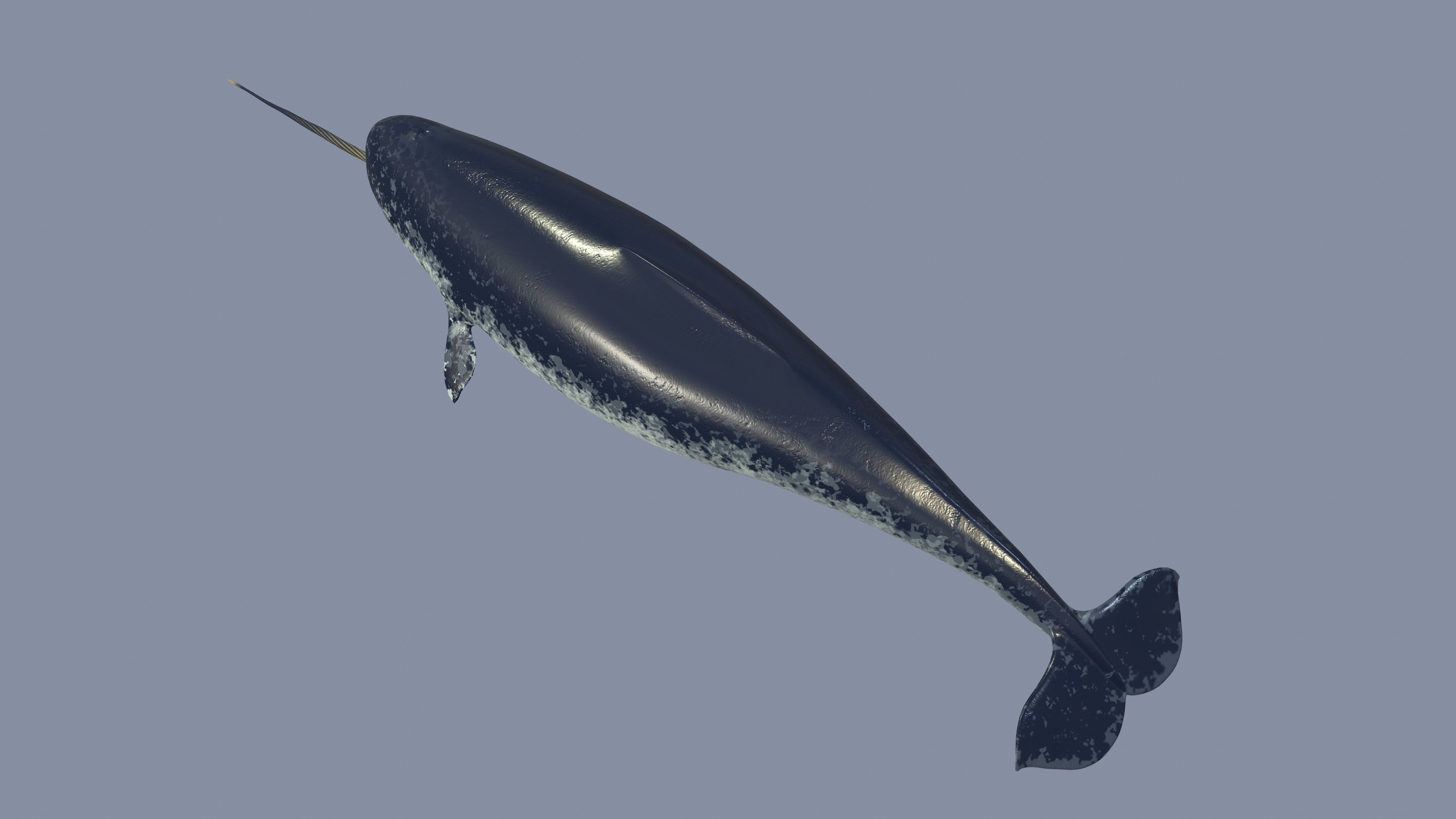 Narval Low-poly 3D model_8
