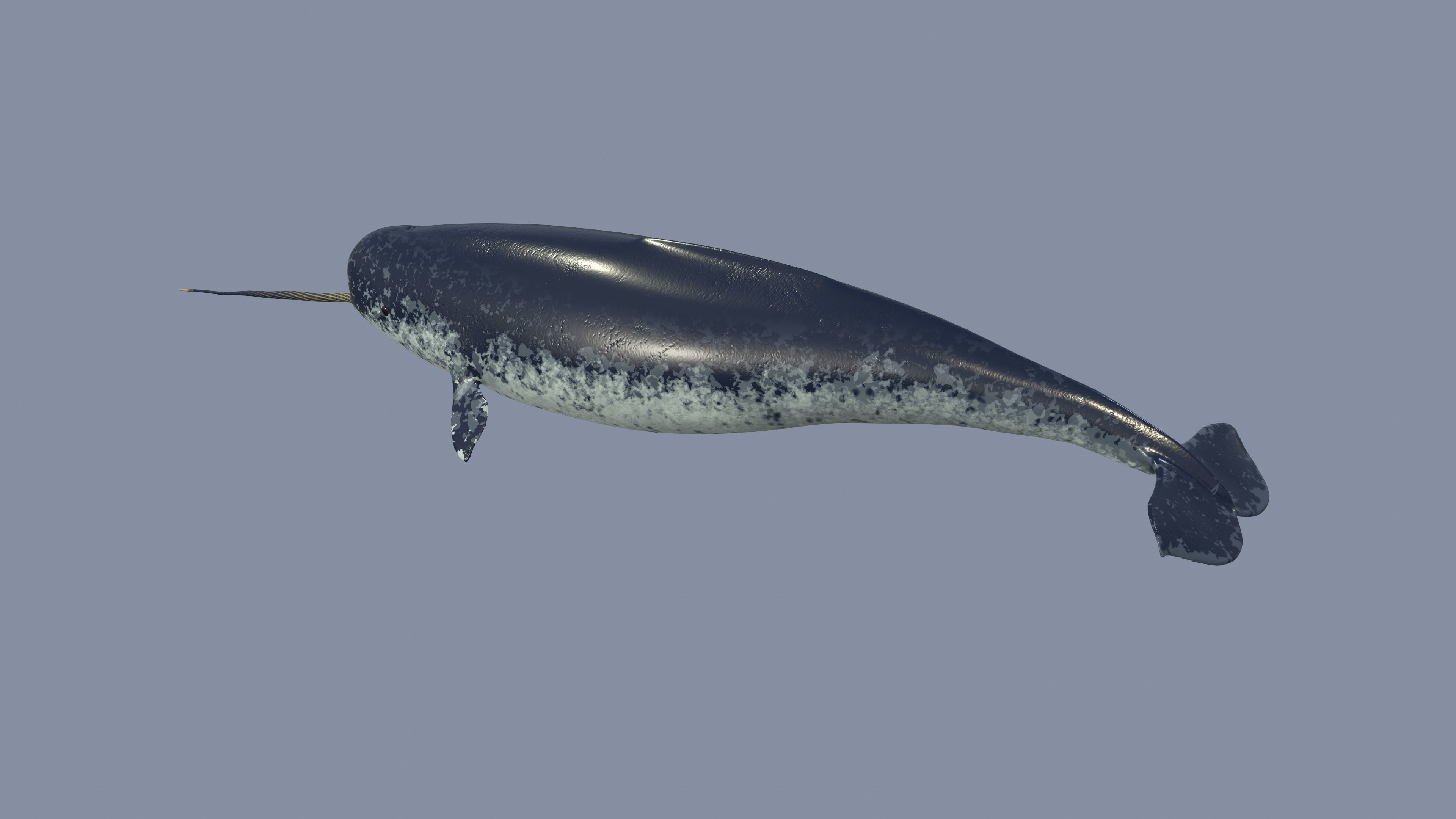 Narval Low-poly 3D model_7