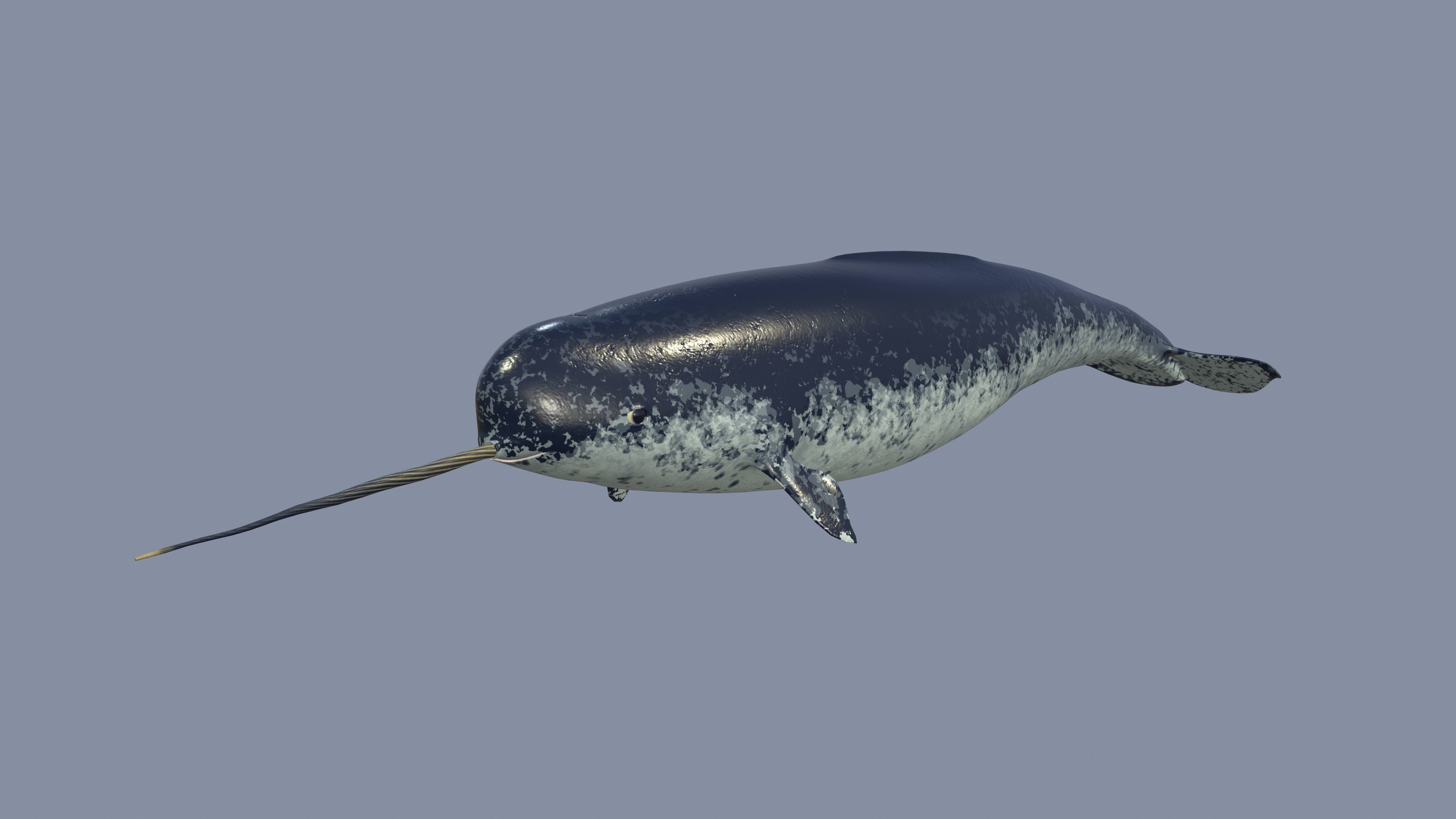 Narval Low-poly 3D model_5