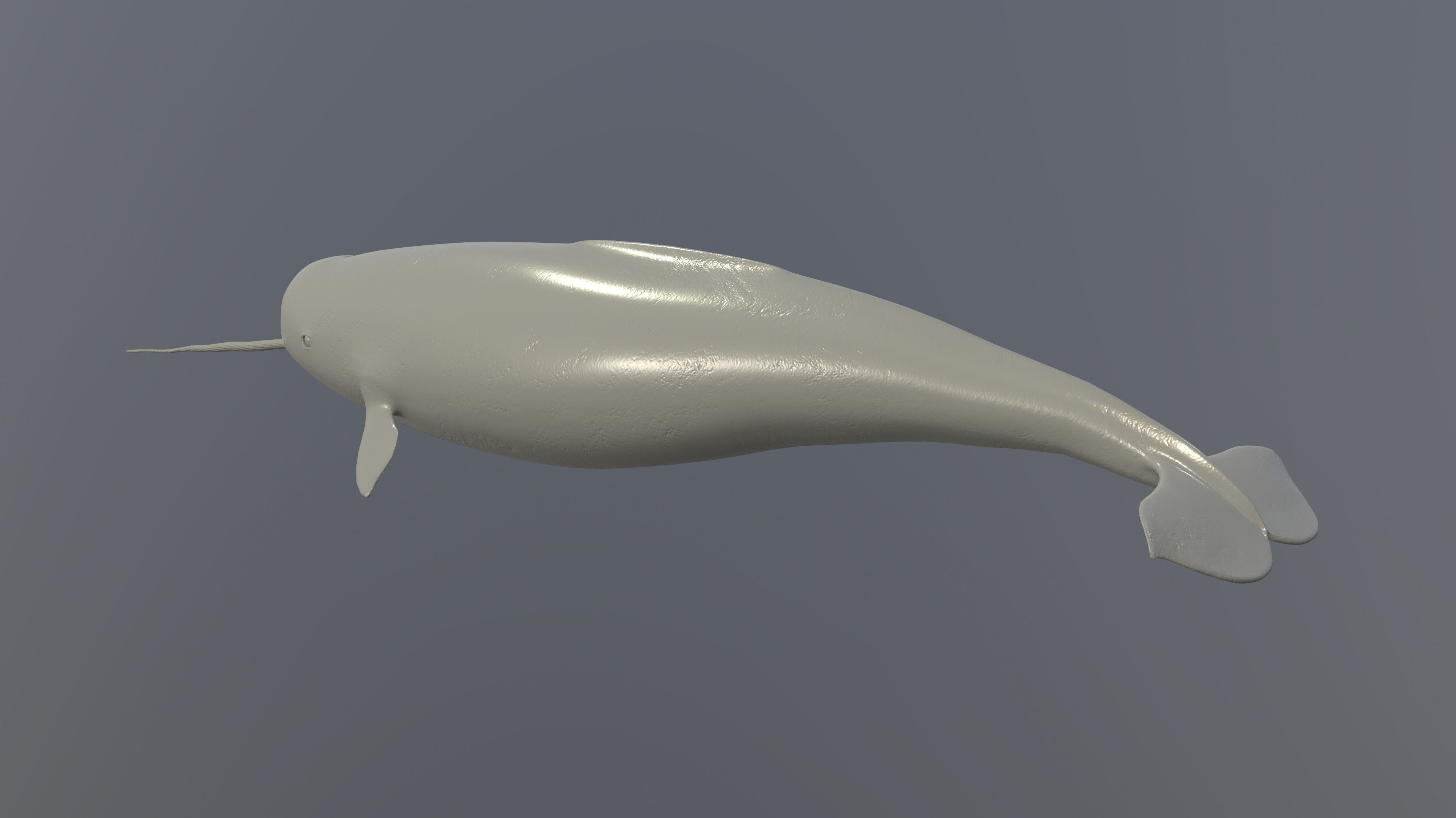 Narval Low-poly 3D model_13