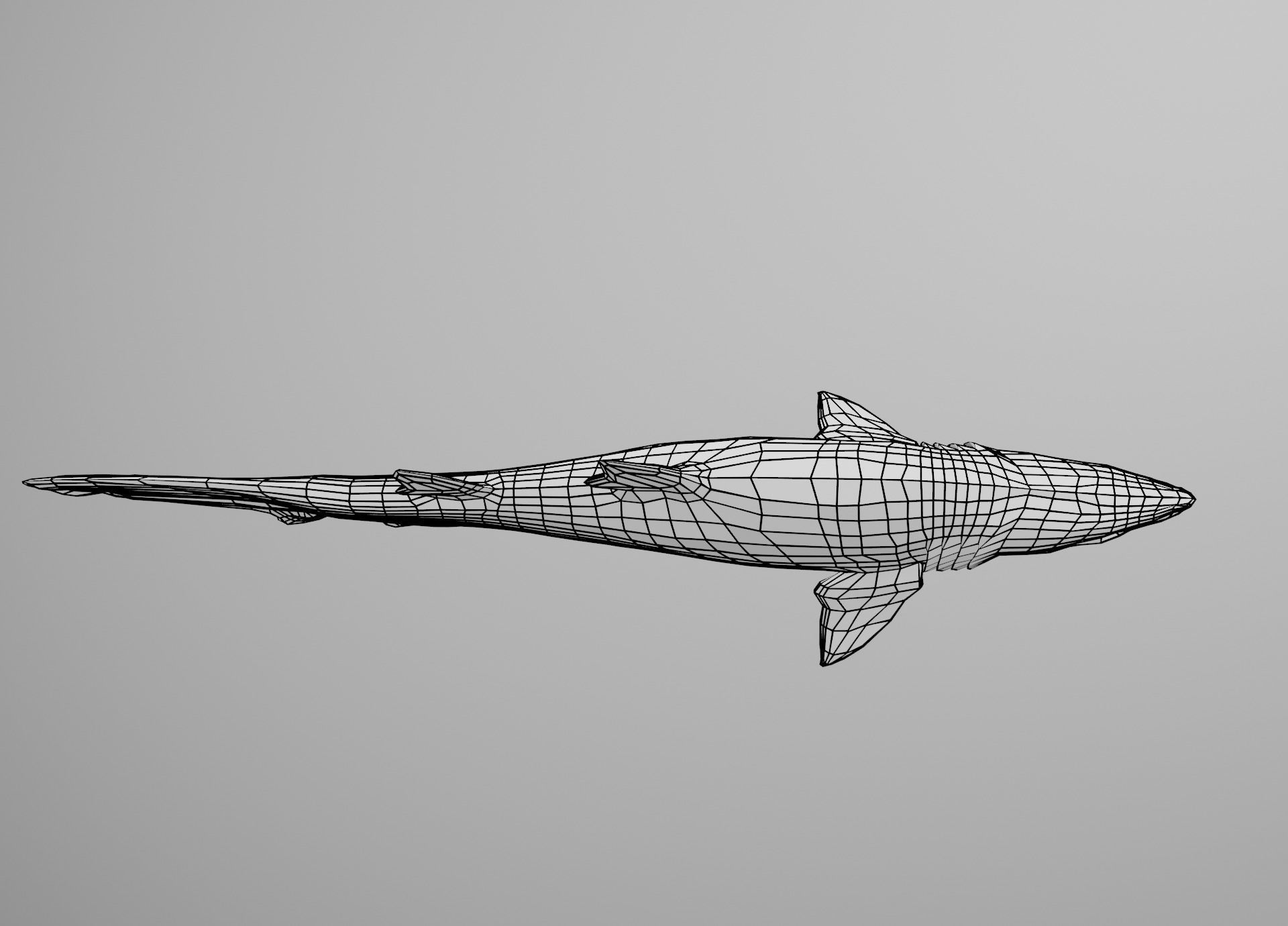 Sand Tiger Shark Low-poly 3D model_26