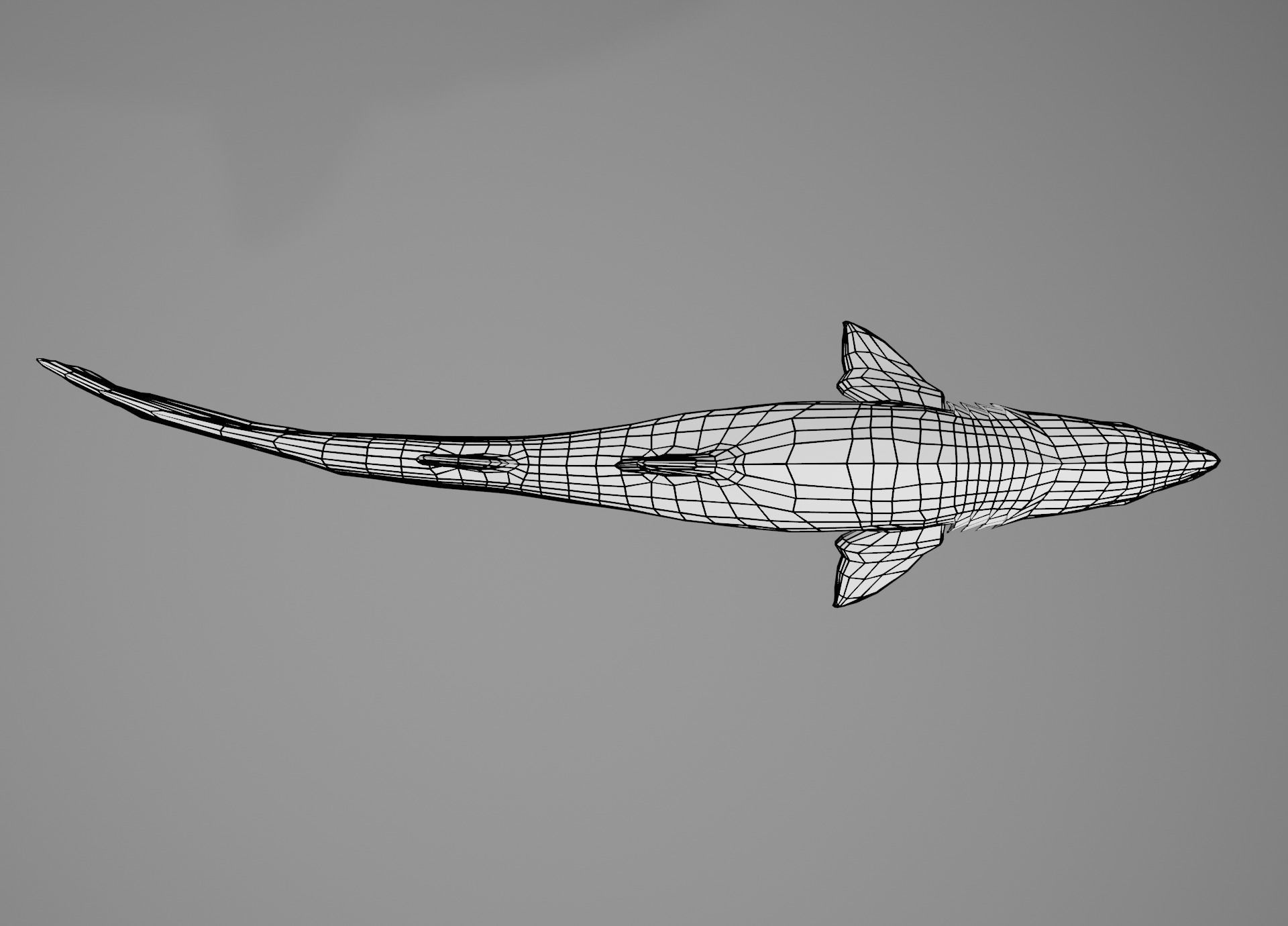 Sand Tiger Shark Low-poly 3D model_5