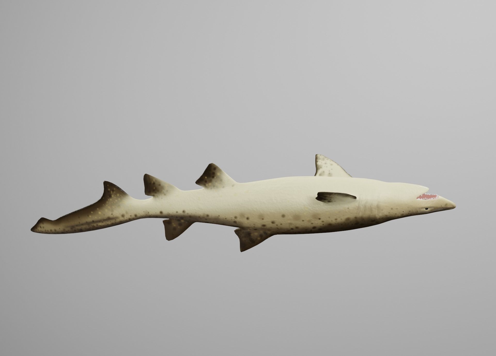 Sand Tiger Shark Low-poly 3D model_14