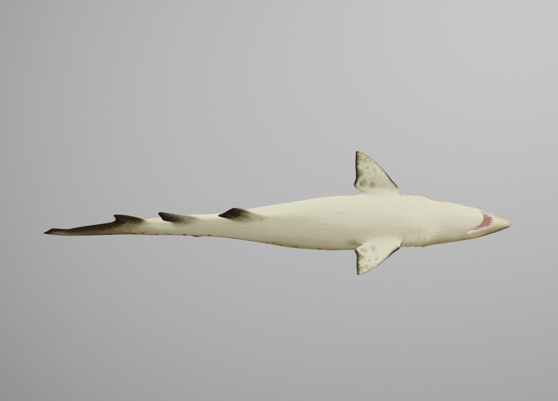 Sand Tiger Shark Low-poly 3D model_16