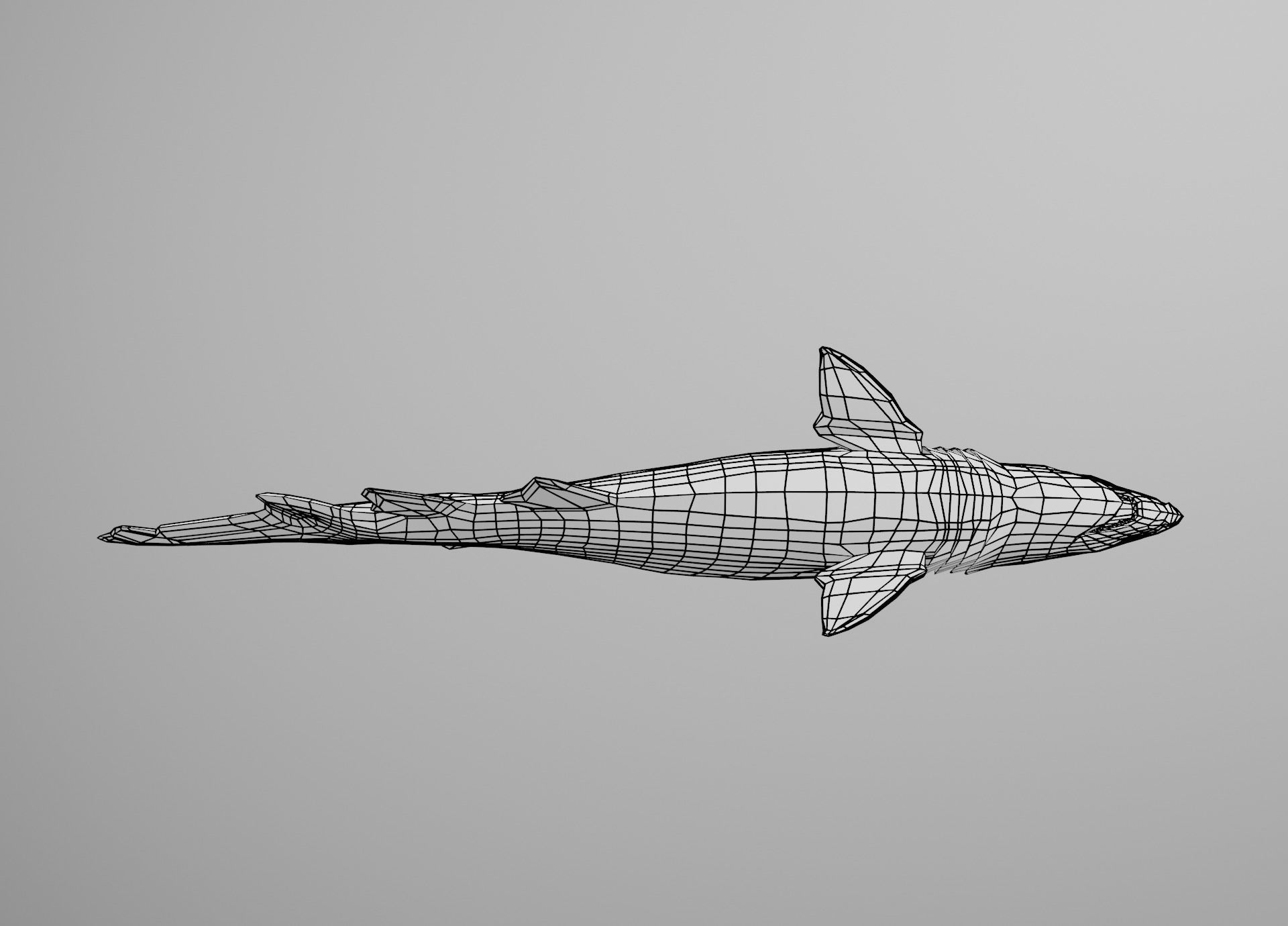 Sand Tiger Shark Low-poly 3D model_33