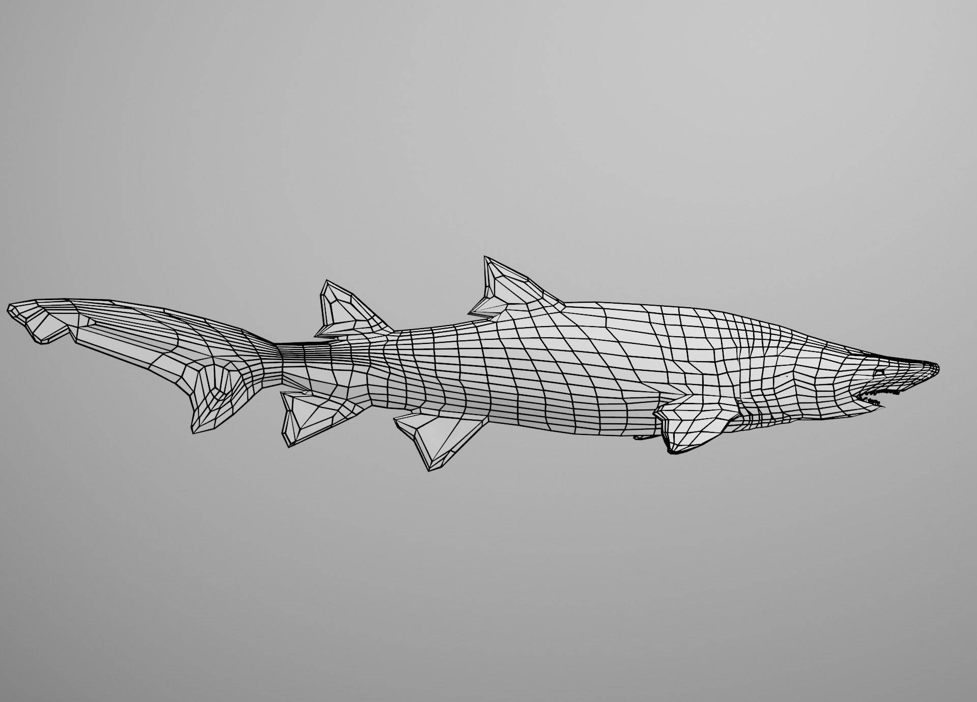 Sand Tiger Shark Low-poly 3D model_3