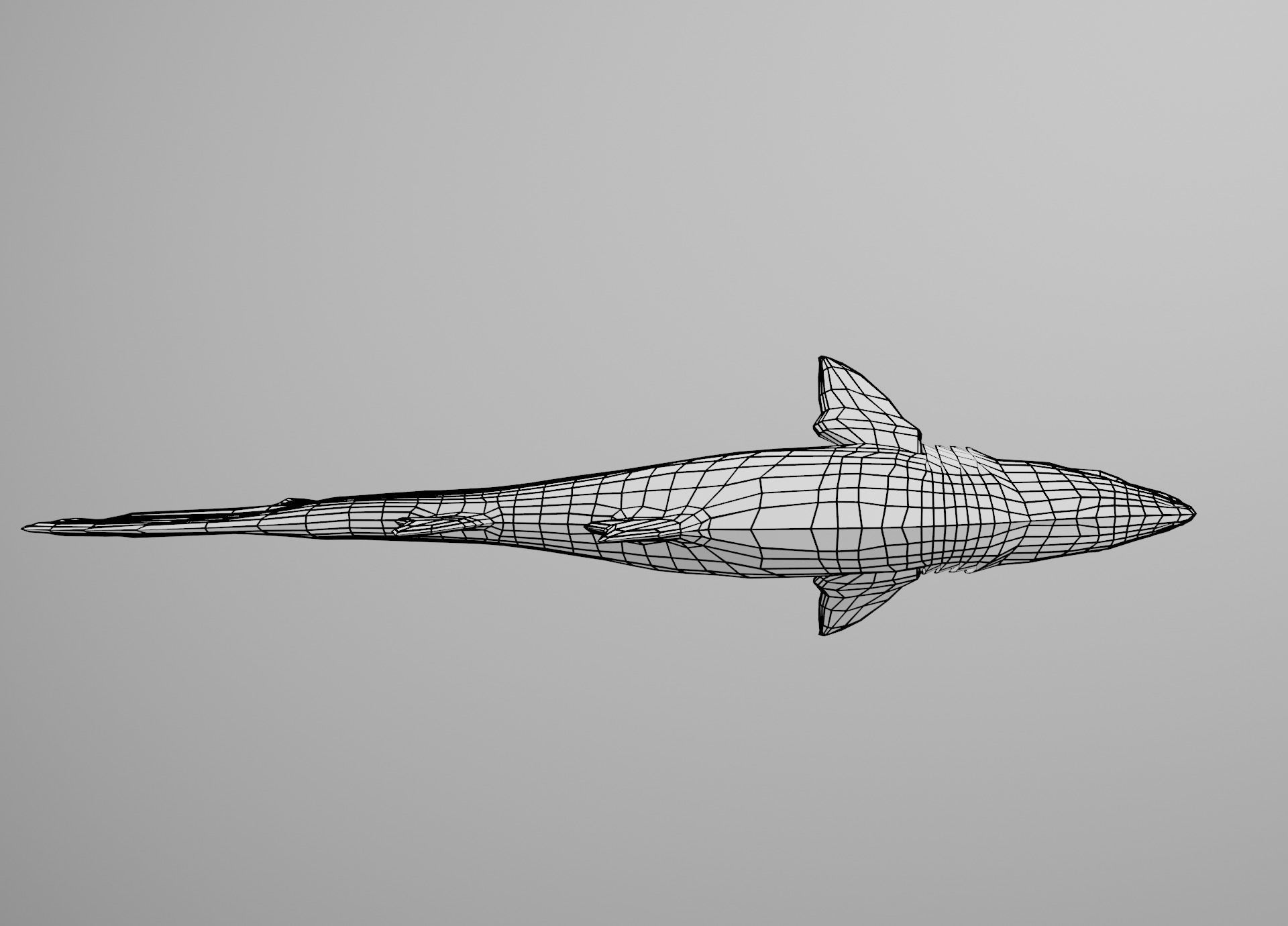Sand Tiger Shark Low-poly 3D model_27