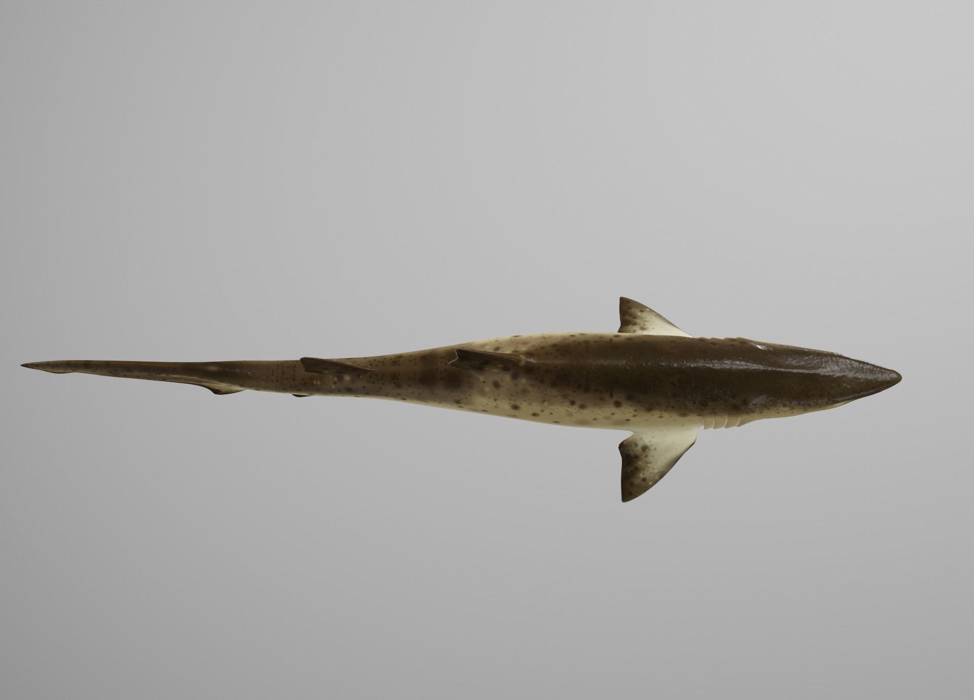Sand Tiger Shark Low-poly 3D model_9
