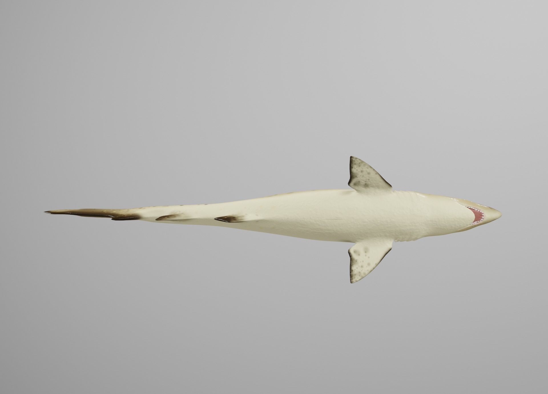 Sand Tiger Shark Low-poly 3D model_17