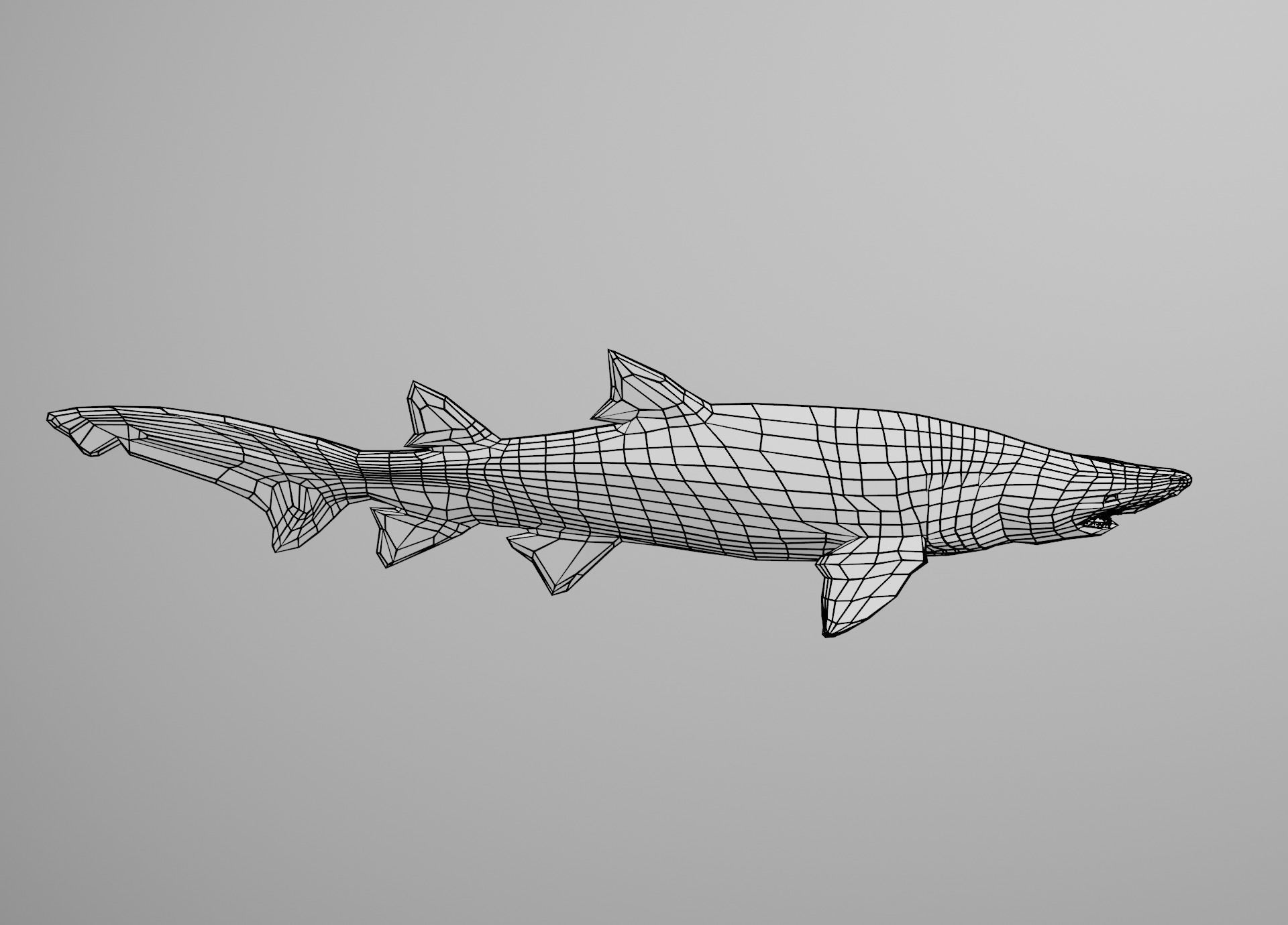 Sand Tiger Shark Low-poly 3D model_24
