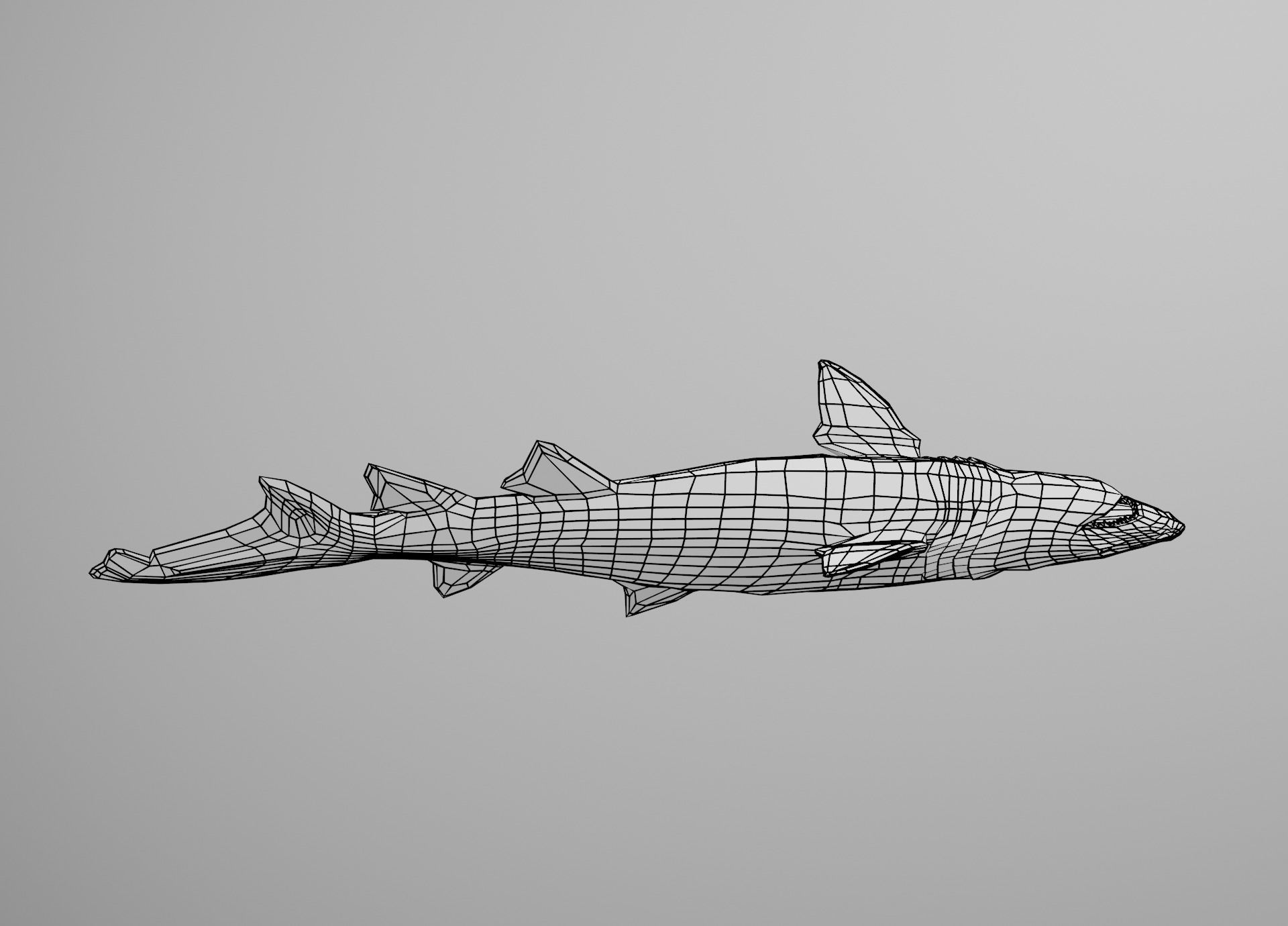 Sand Tiger Shark Low-poly 3D model_32
