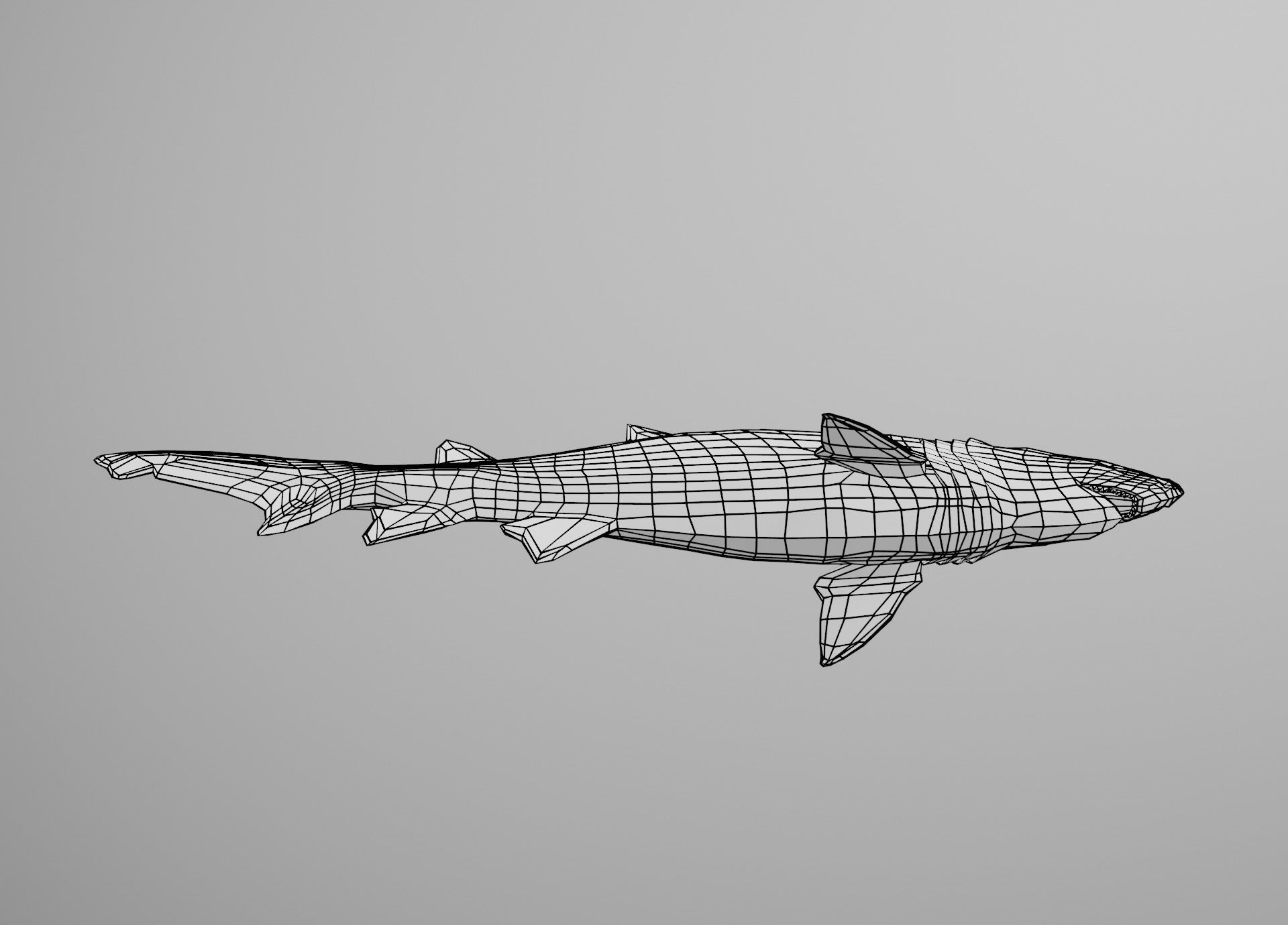 Sand Tiger Shark Low-poly 3D model_35