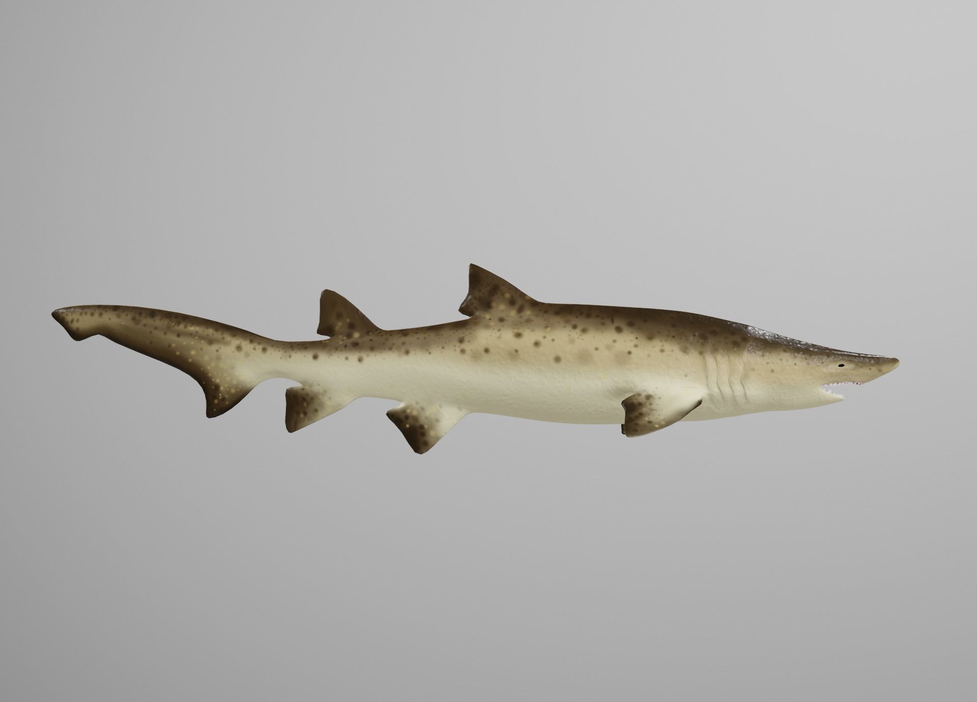 Sand Tiger Shark Low-poly 3D model_6