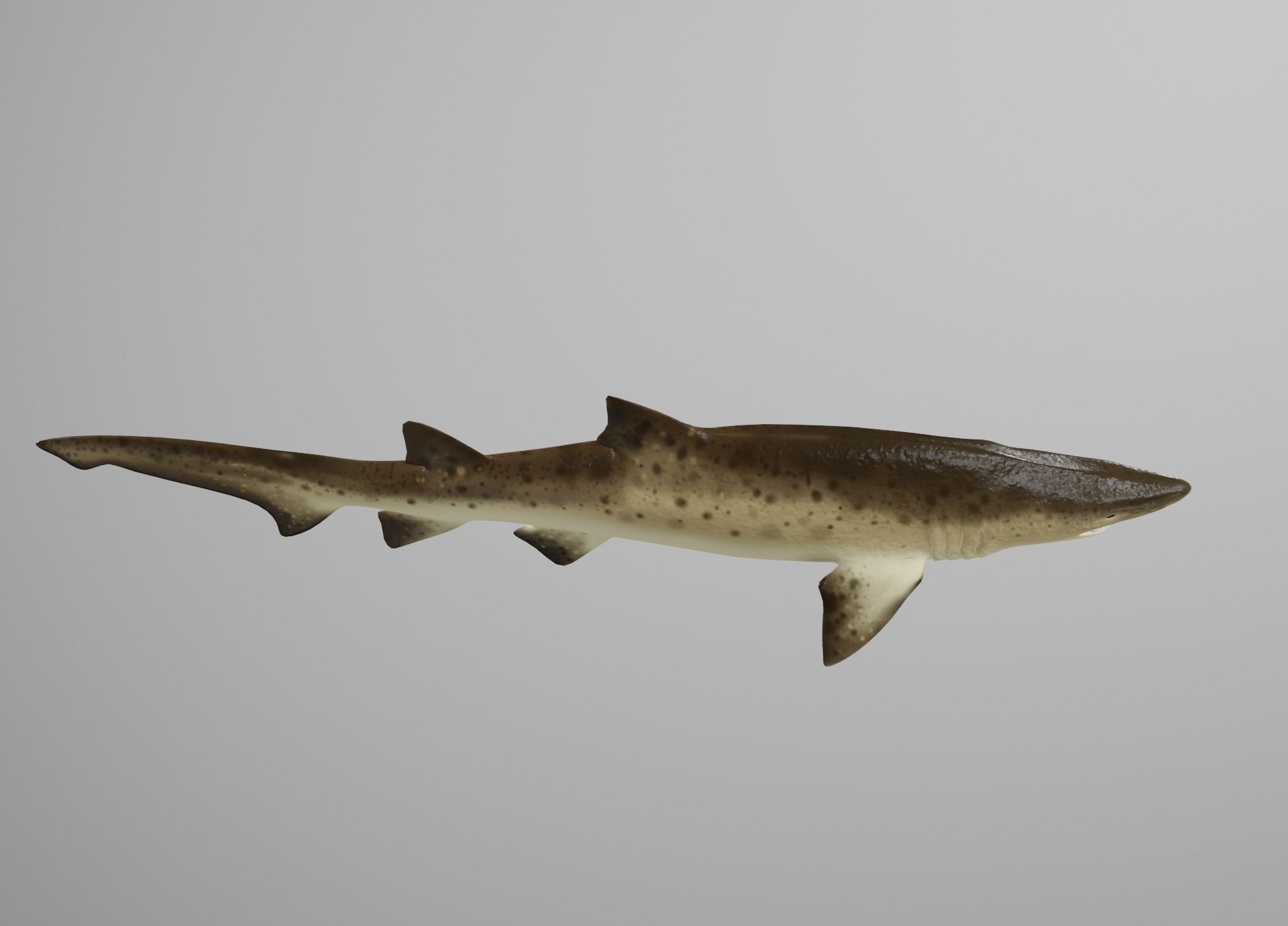 Sand Tiger Shark Low-poly 3D model_8