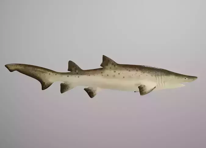 Sand Tiger Shark Low-poly 3D model