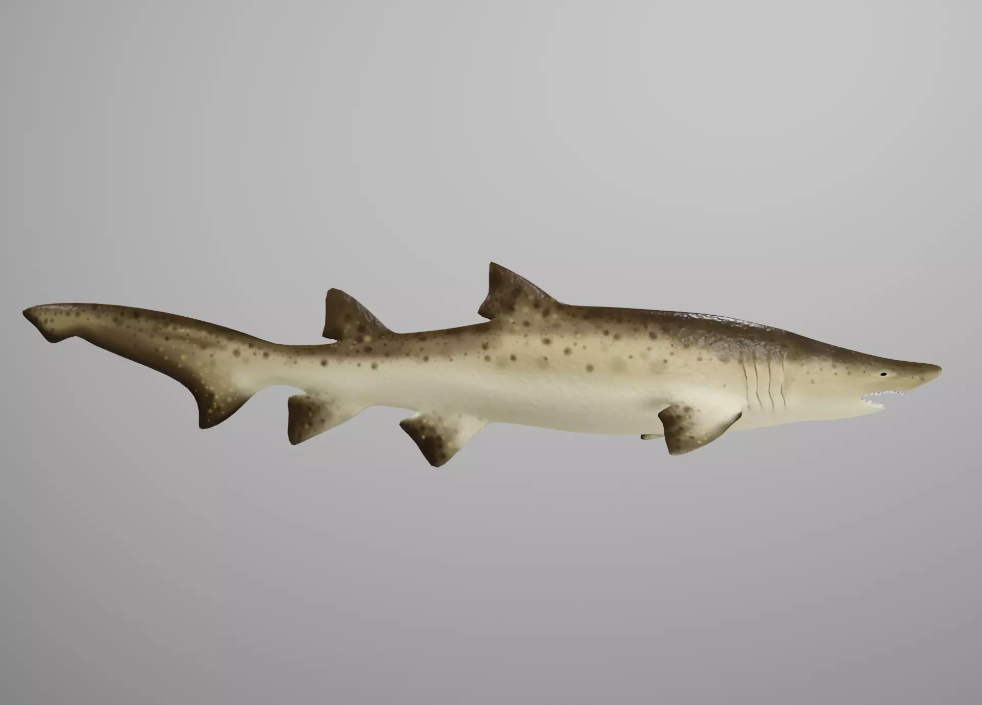 Sand Tiger Shark Low-poly 3D model_0