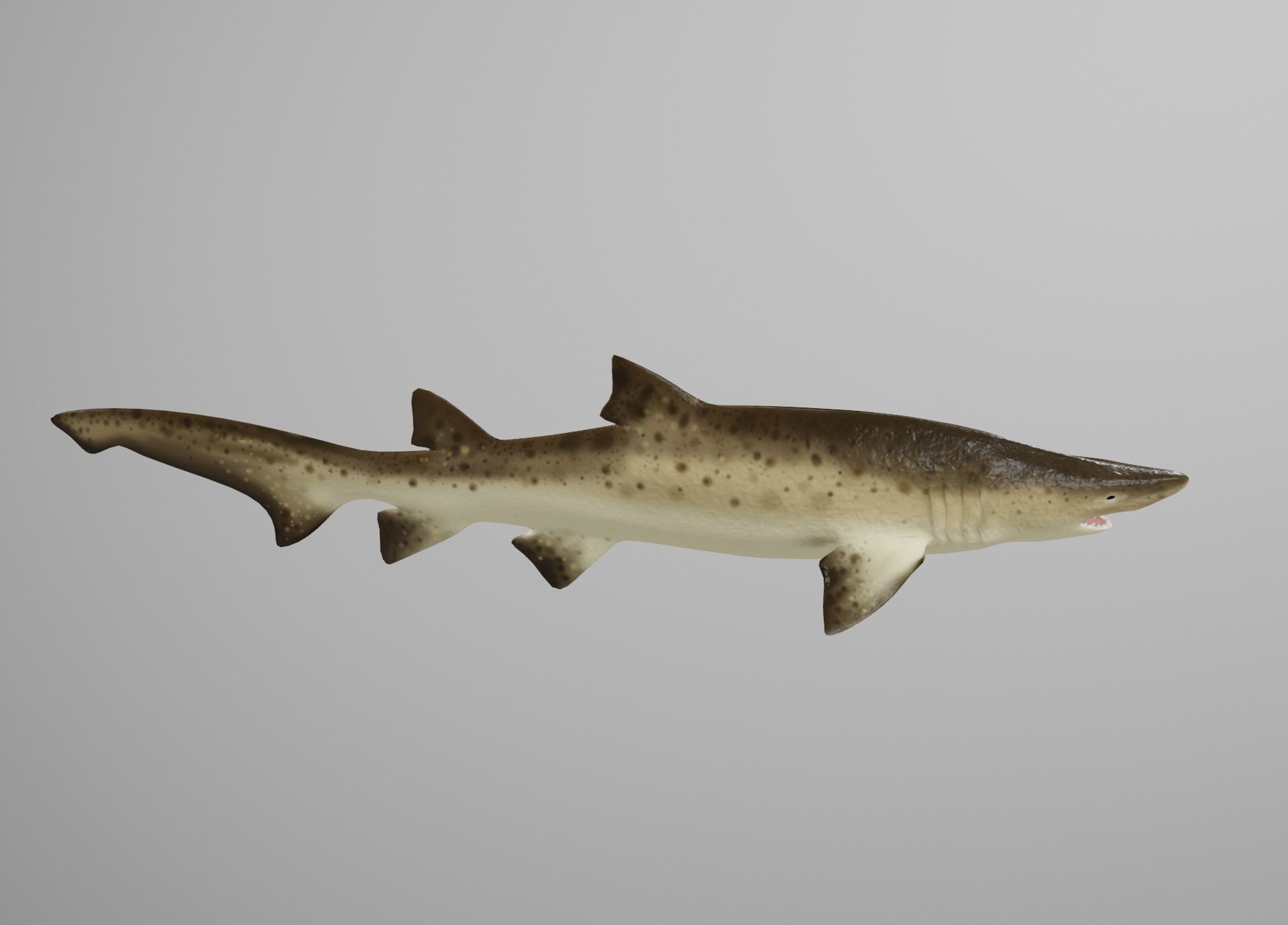 Sand Tiger Shark Low-poly 3D model_7