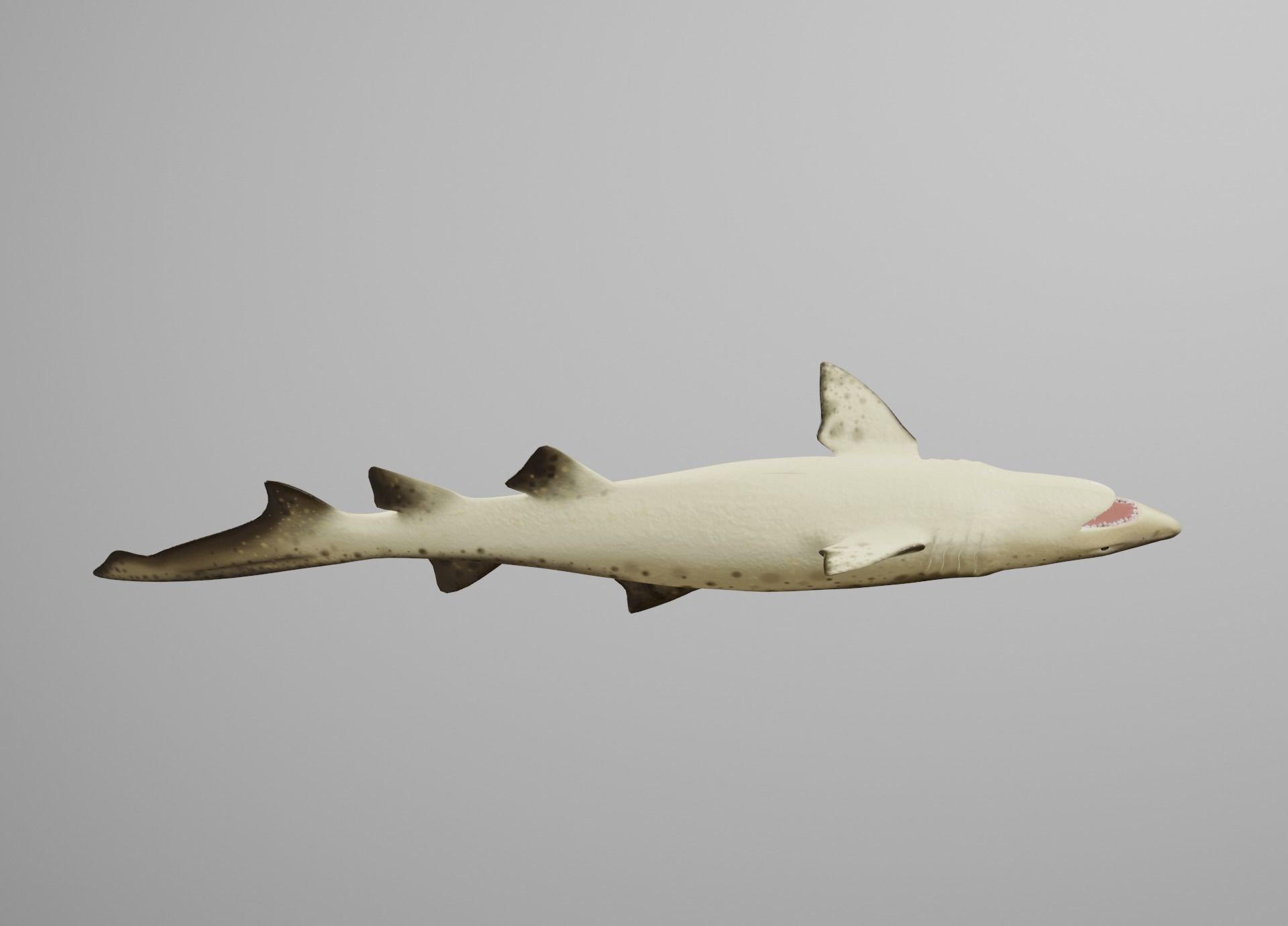 Sand Tiger Shark Low-poly 3D model_15