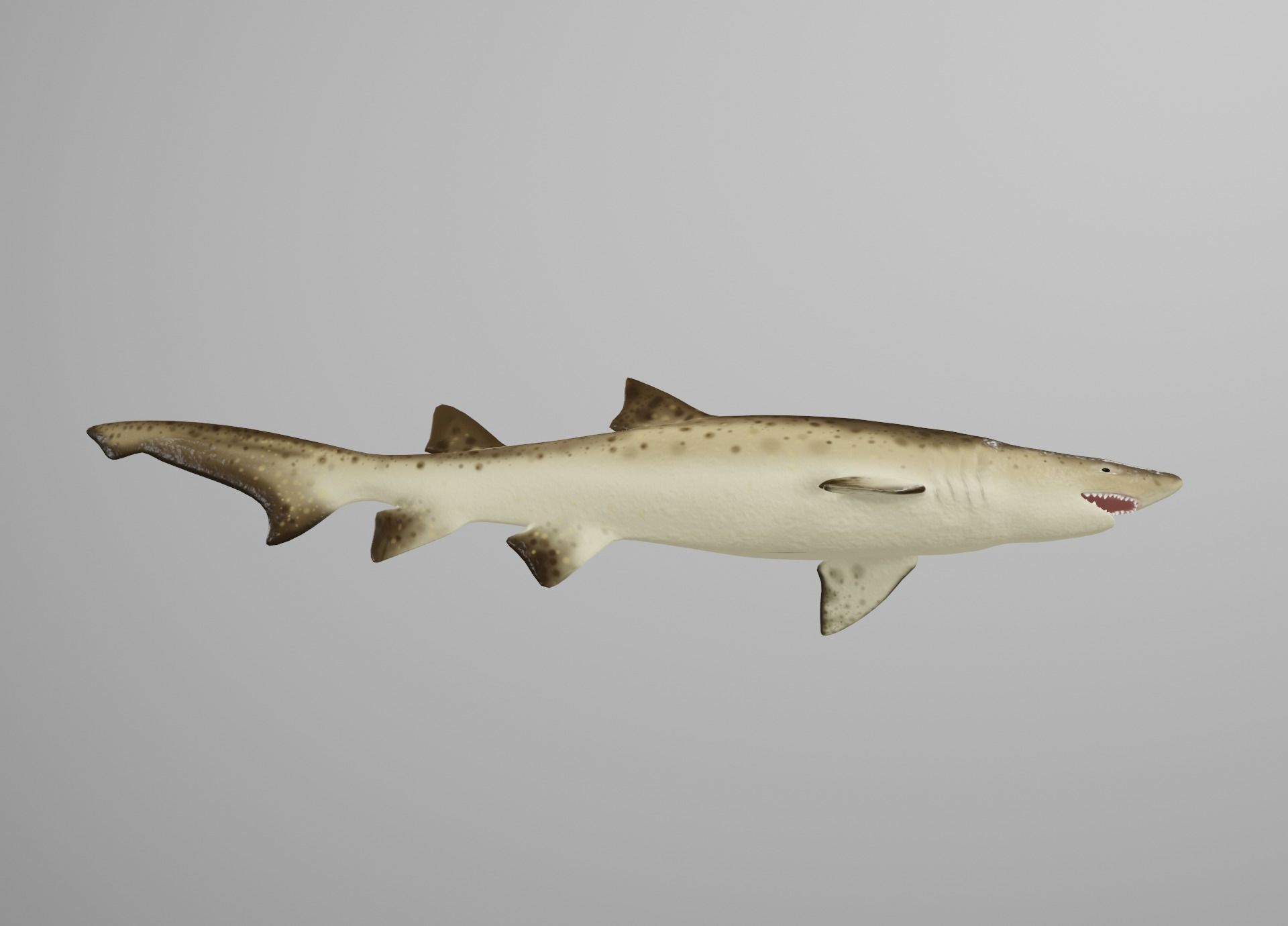 Sand Tiger Shark Low-poly 3D model_19