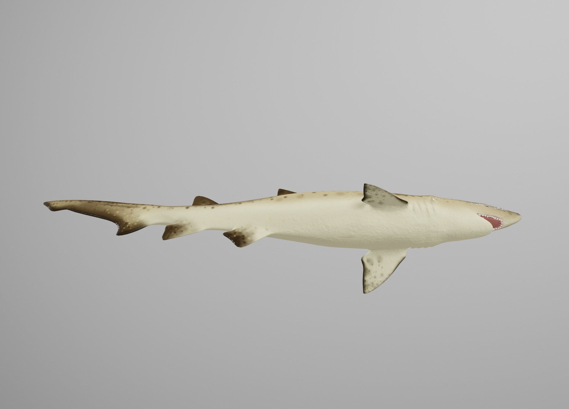 Sand Tiger Shark Low-poly 3D model_18