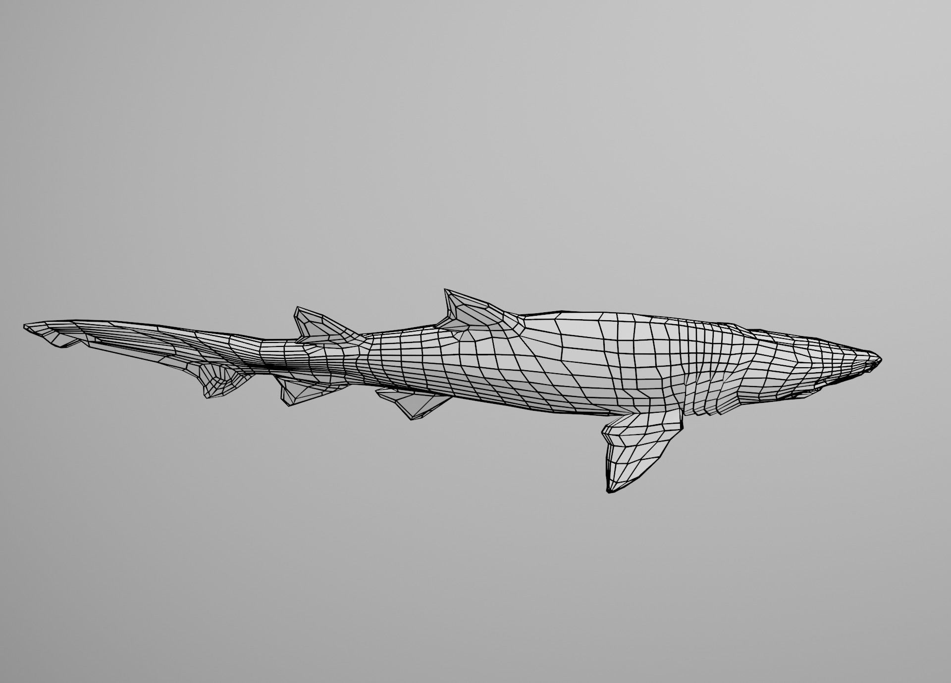 Sand Tiger Shark Low-poly 3D model_25